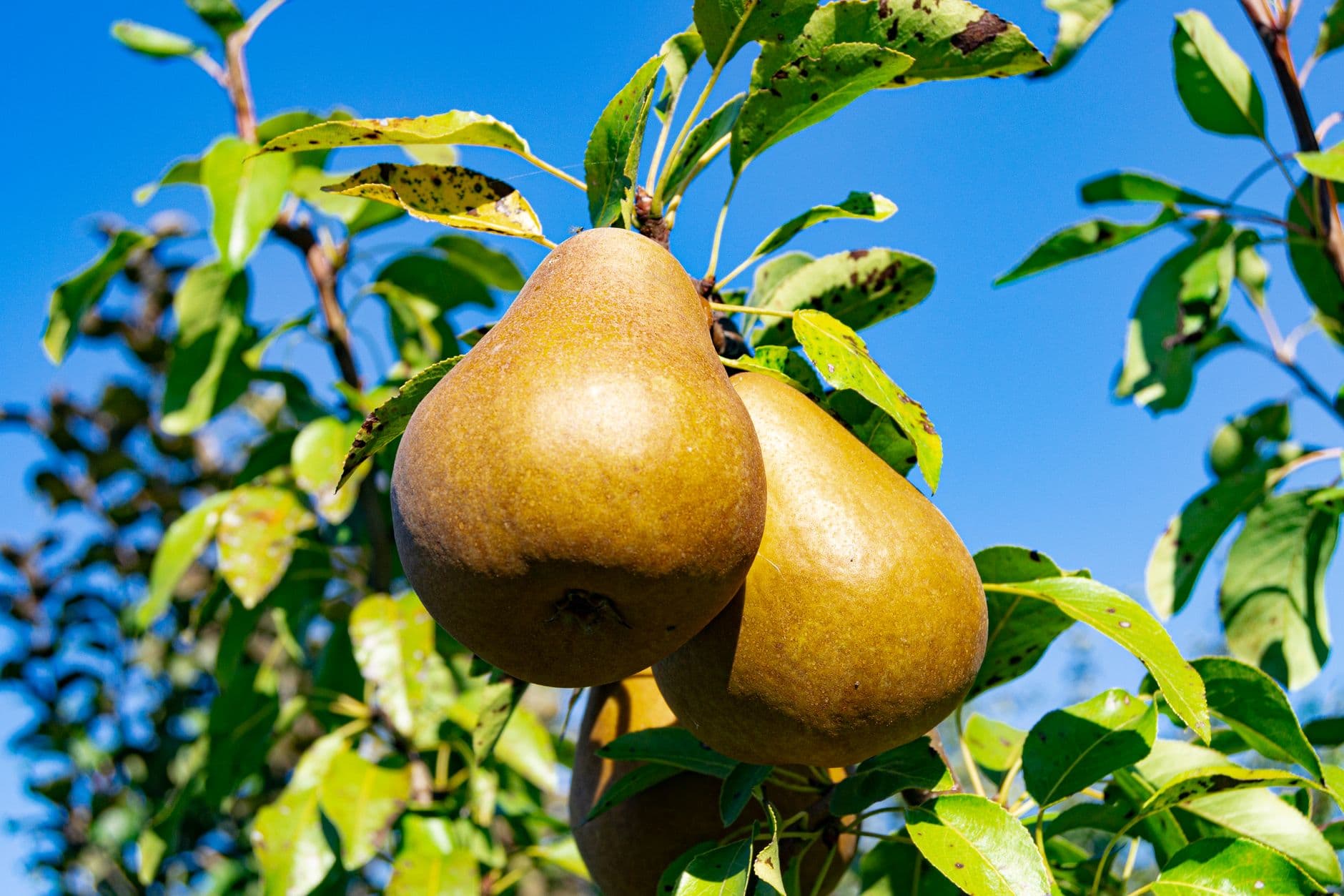 Fisher's Fruit & Christmas Tree Farm