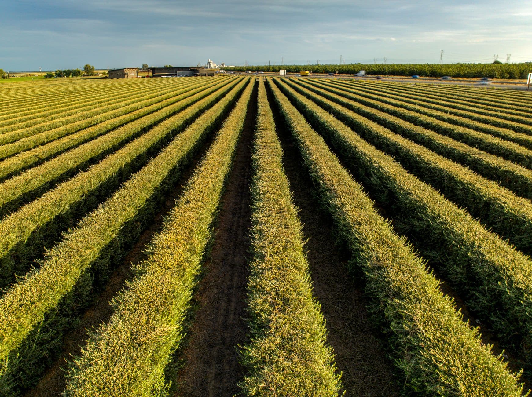 Forstner Blueberry Farm