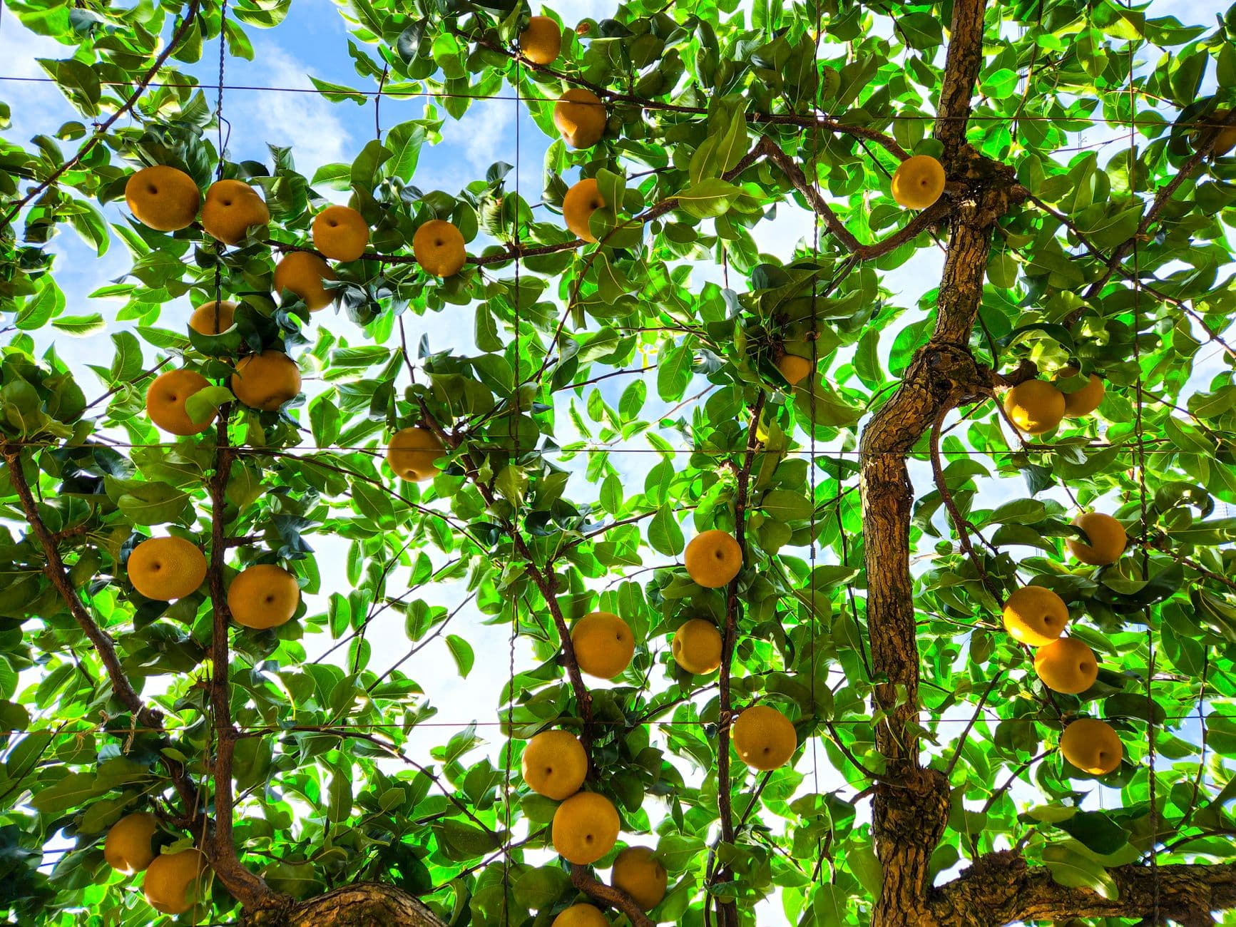 Frecon Farms