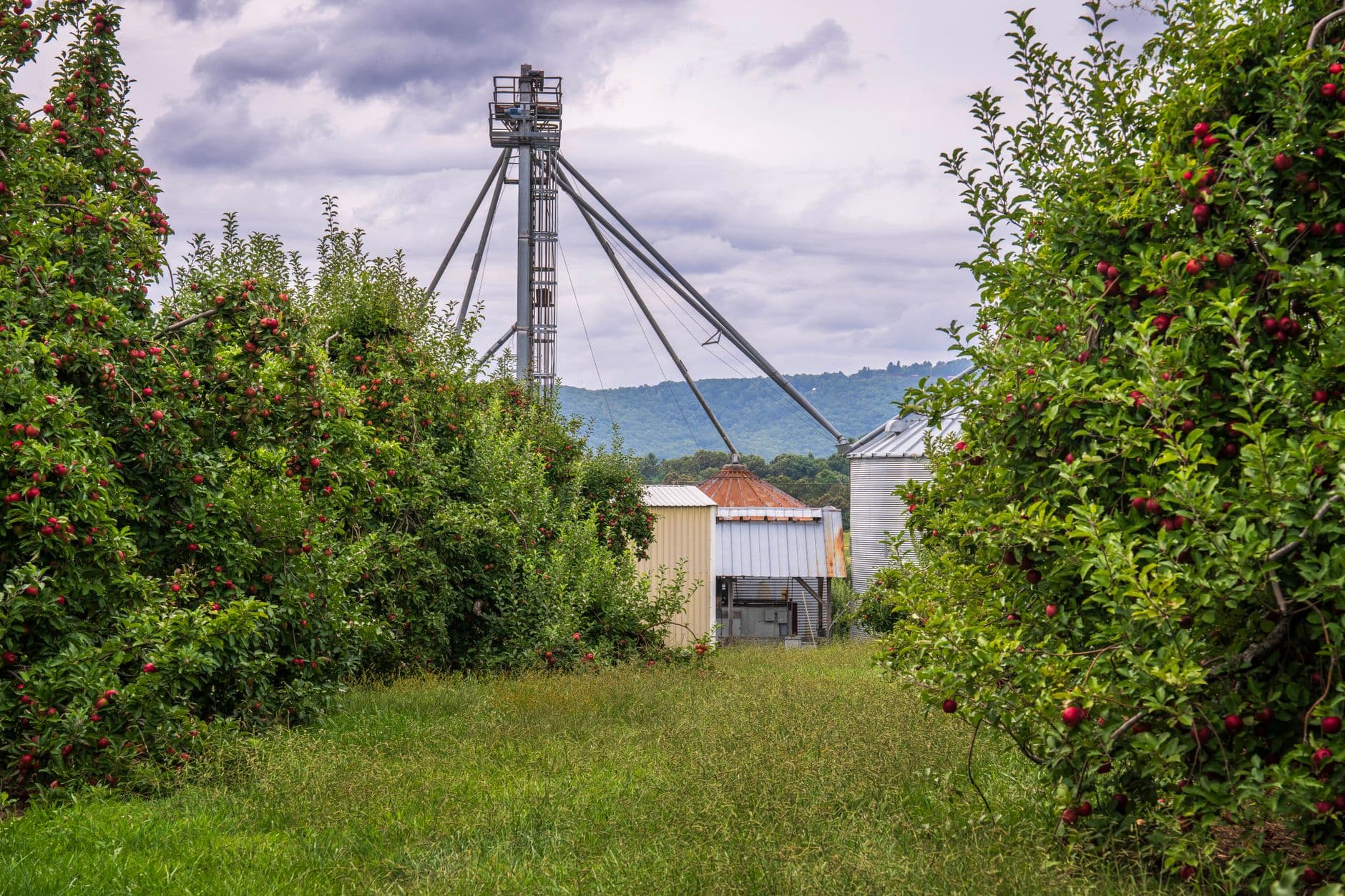 Friendly Grove Blueberry Farm
