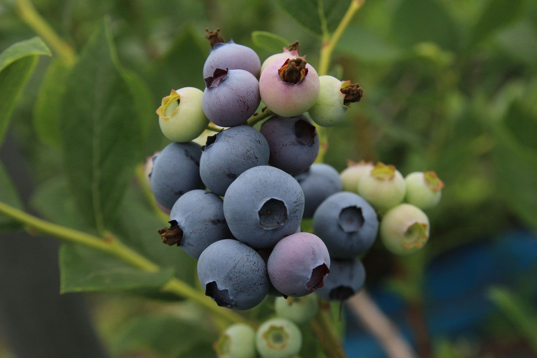 Fritts Berry Farm