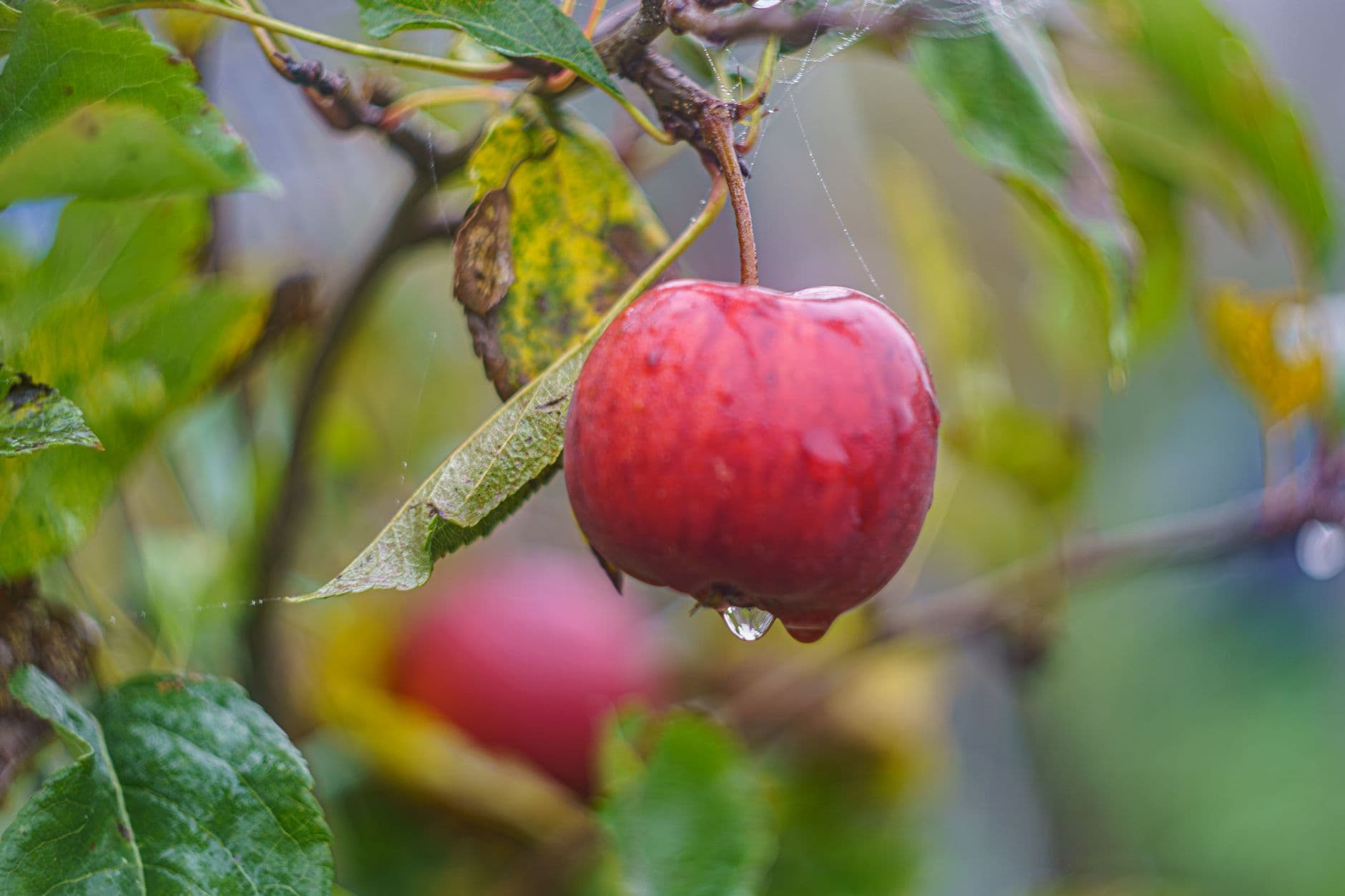 Fruit Ridge Hayrides