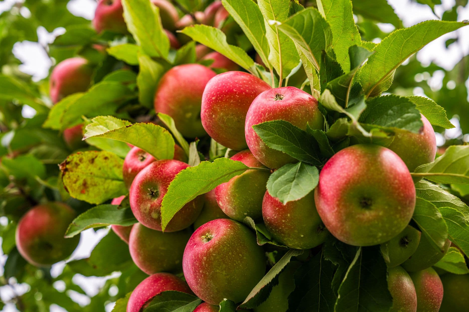 Gardenhour Orchards