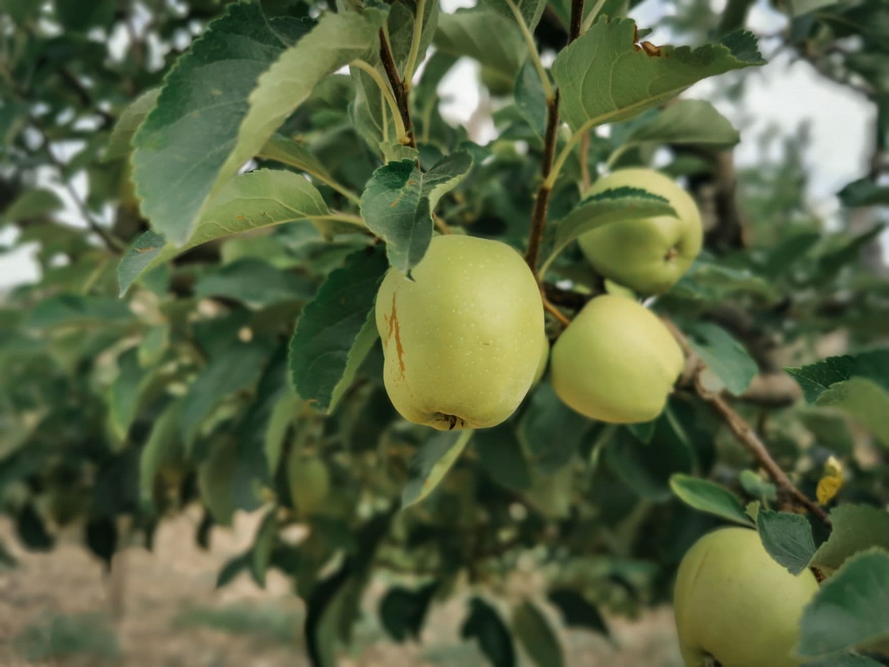 Giamarese Farm and Orchards