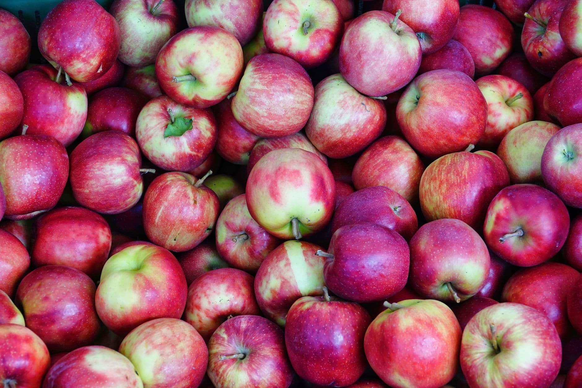 Gierach Orchards