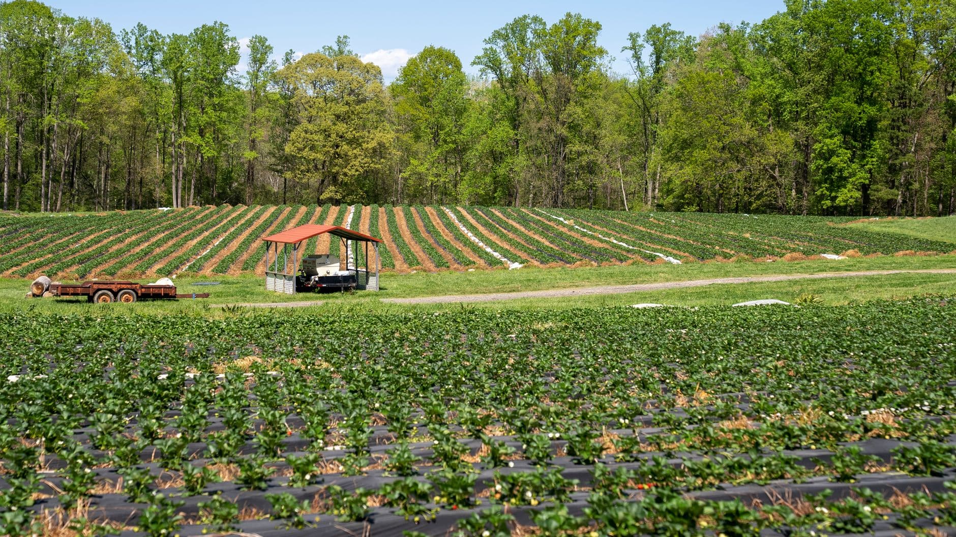 Glade Link Farms