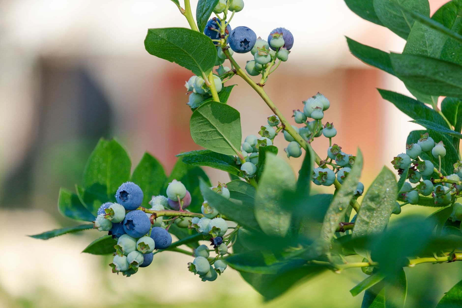 Gold Barn Blueberries