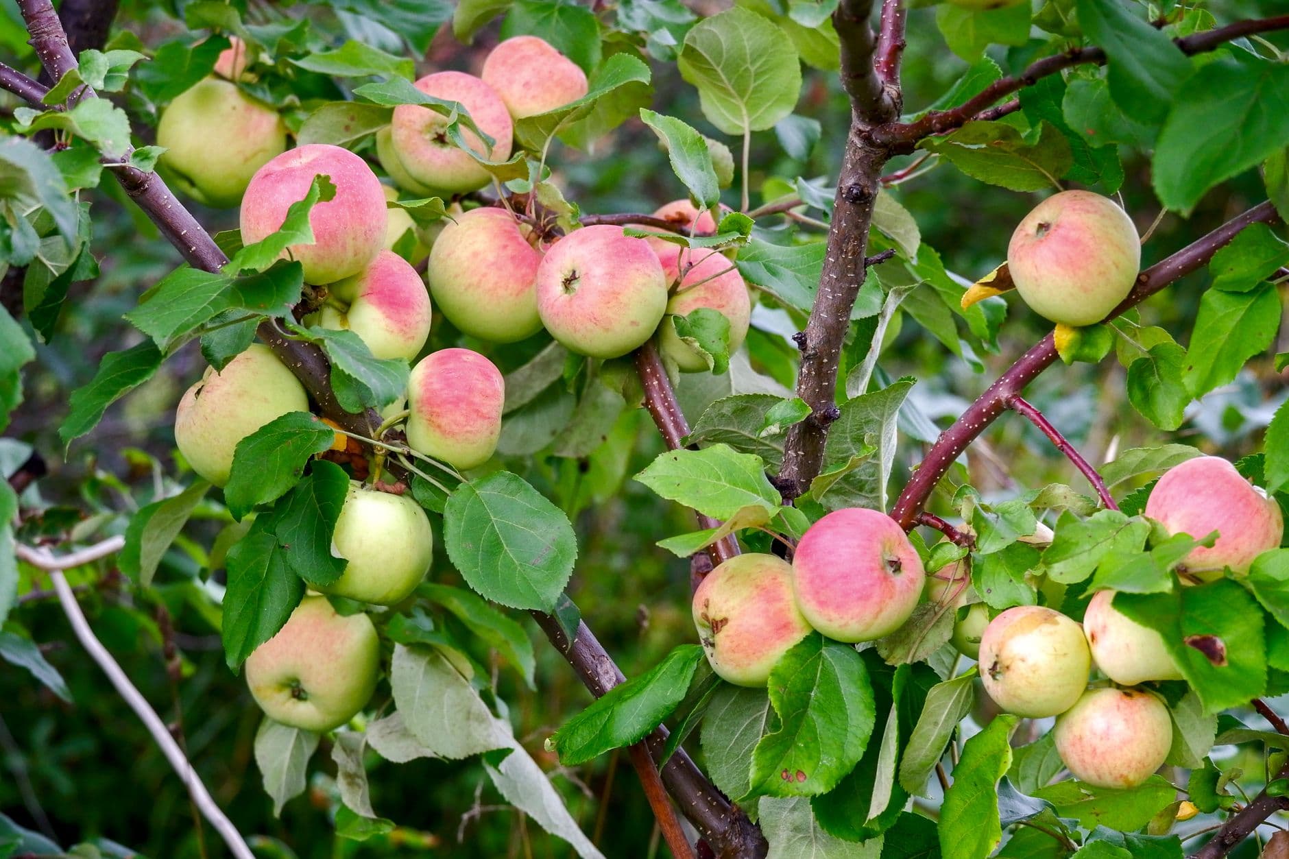 Gold Ridge Organic Farms