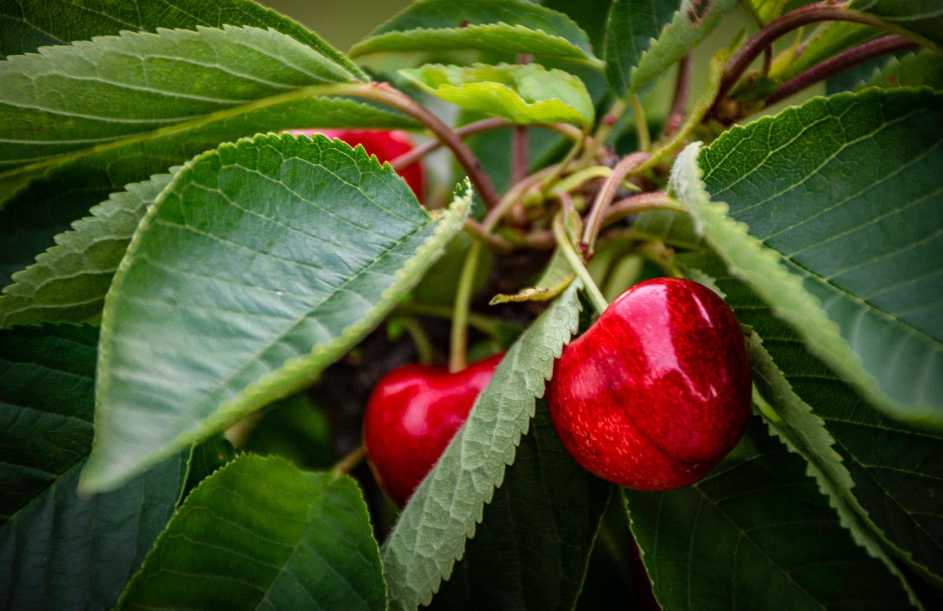Goodfellow Orchards