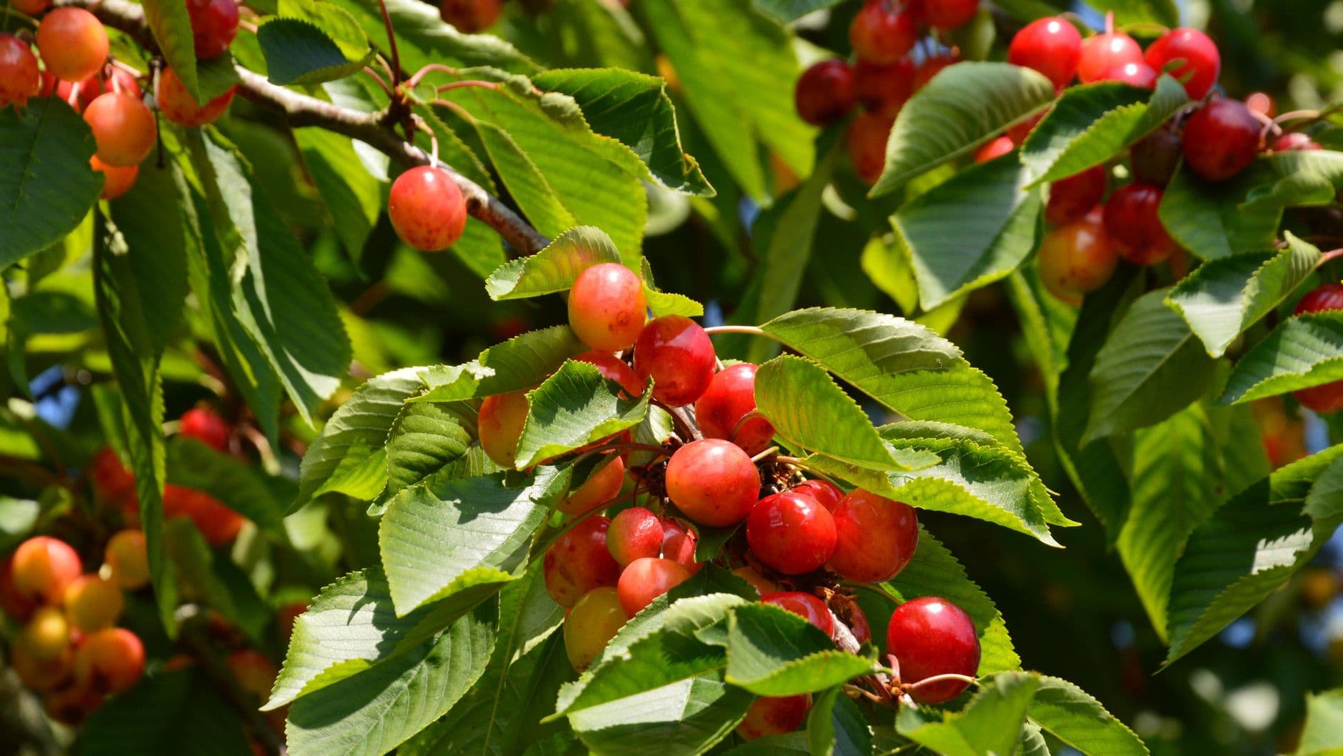 Grange Fruit Farm