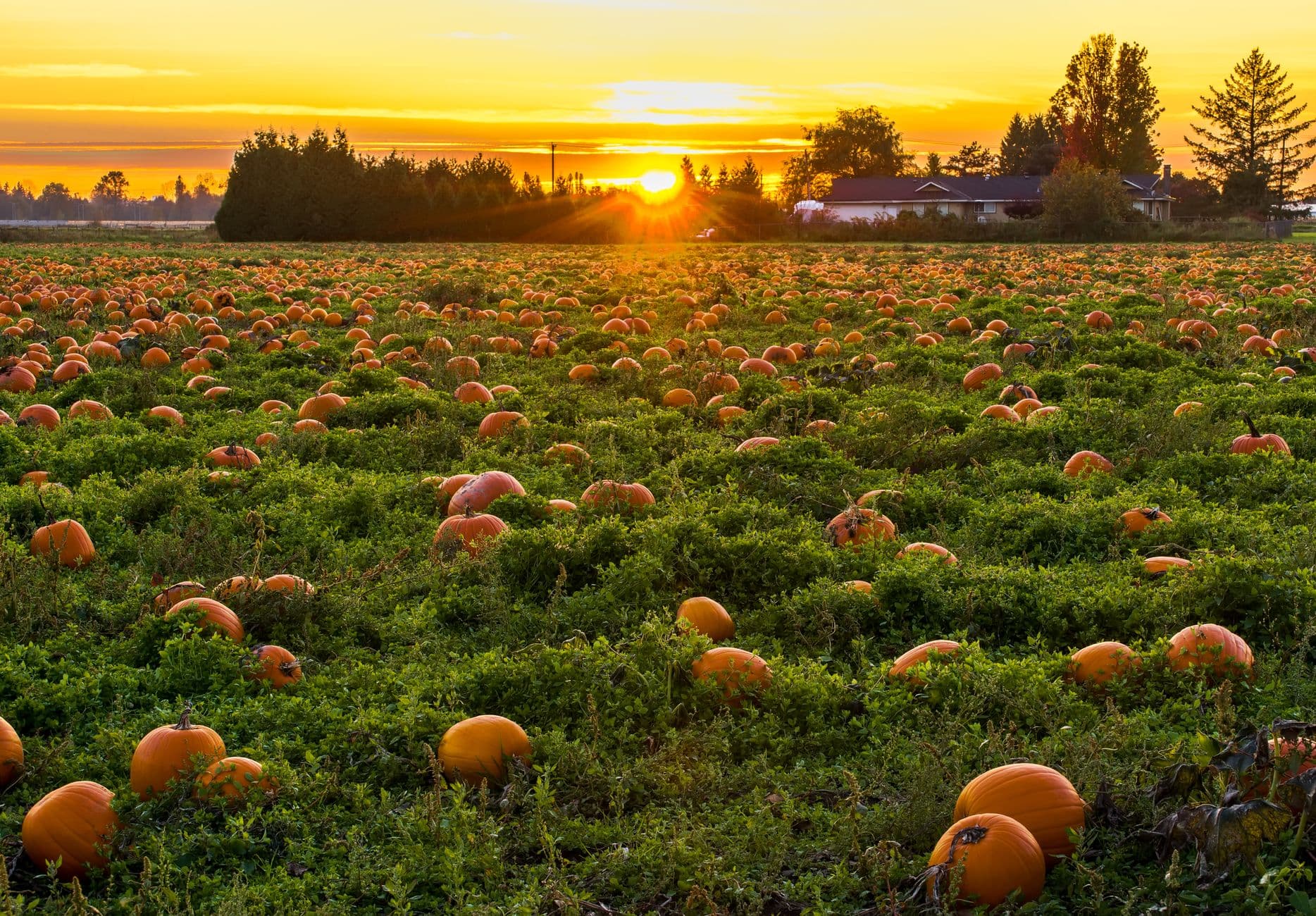 Great Country Farms