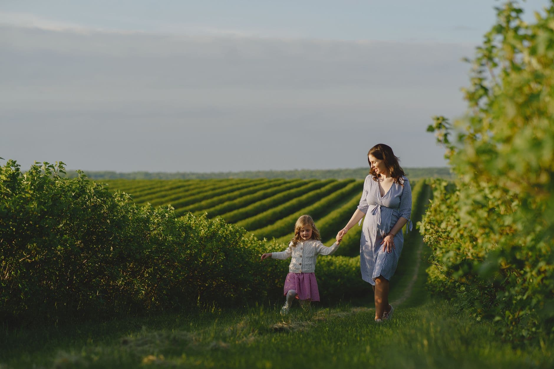 The Greenfield Berry Farm
