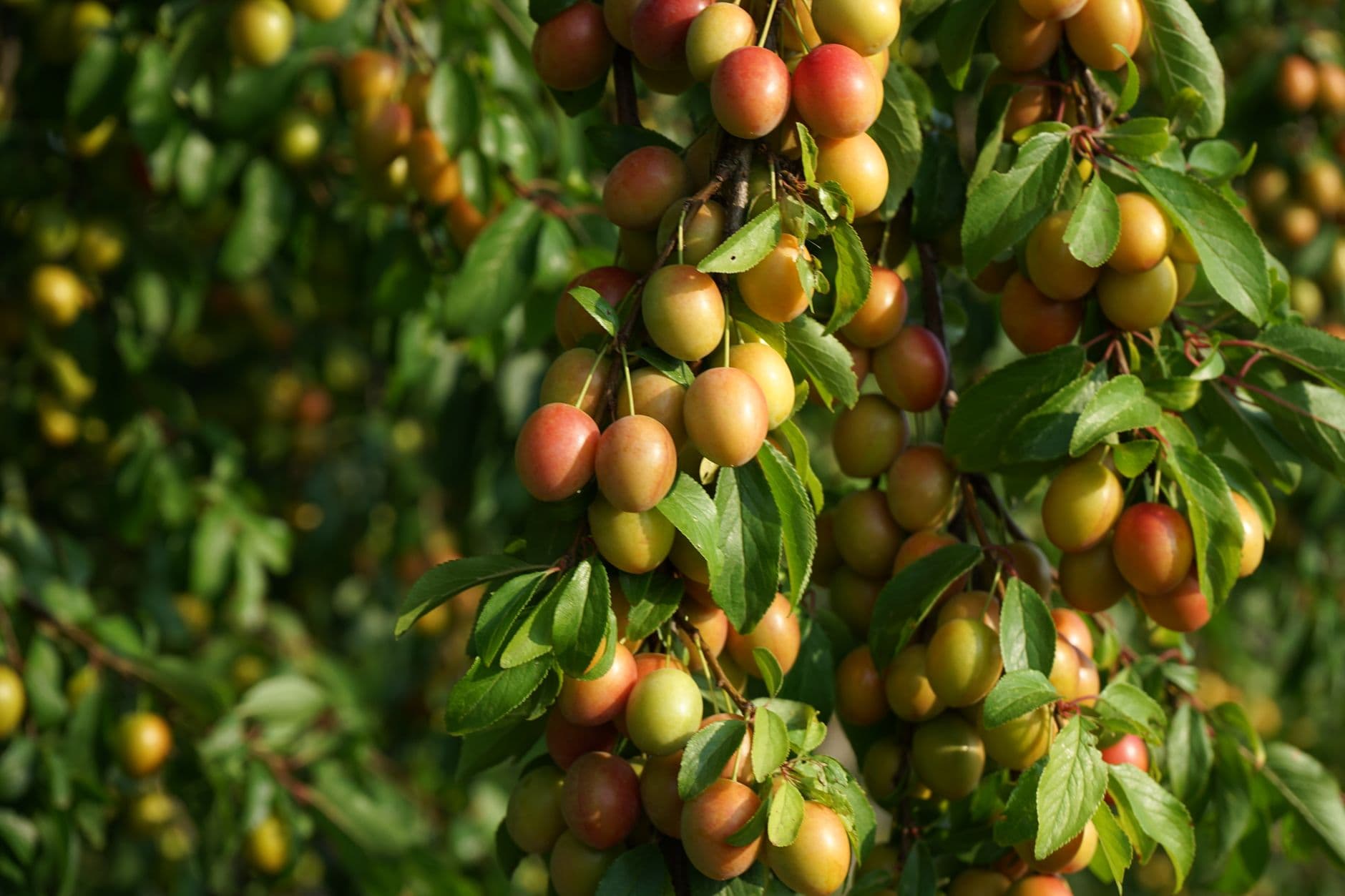Guldseth Cherry Orchard