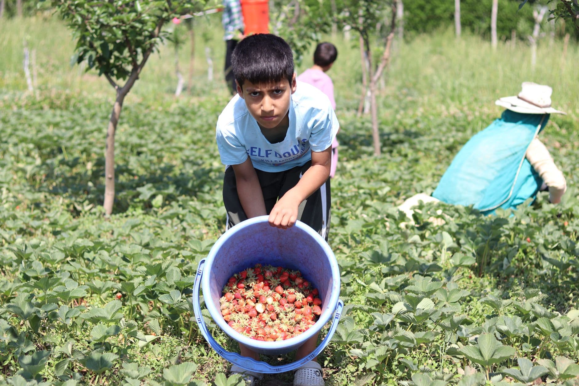 Haines Berry Farm