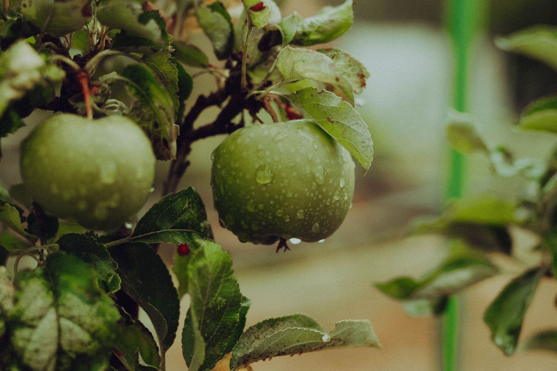 Harbes Orchard