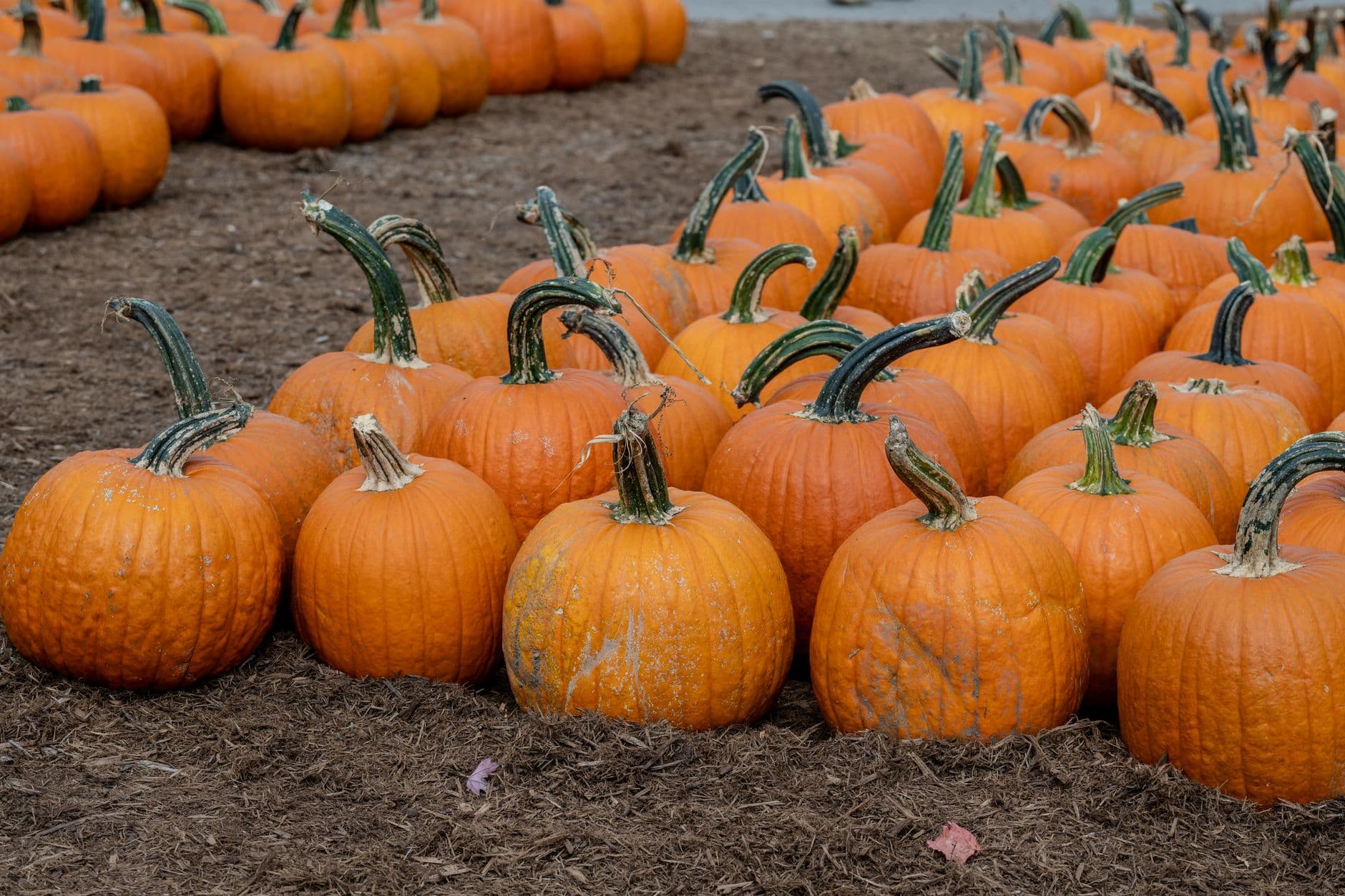 Harman's Farm Market