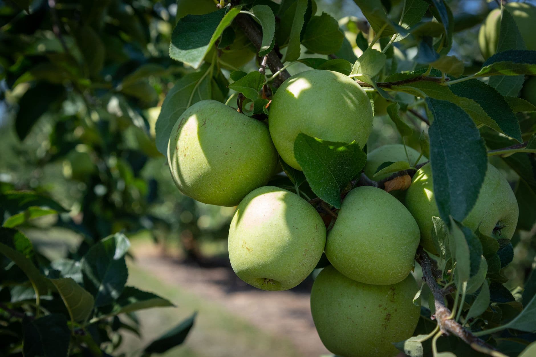 Hartford Orchards