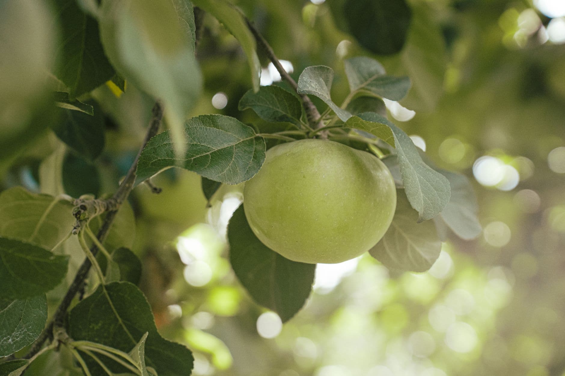 Hartland Orchard