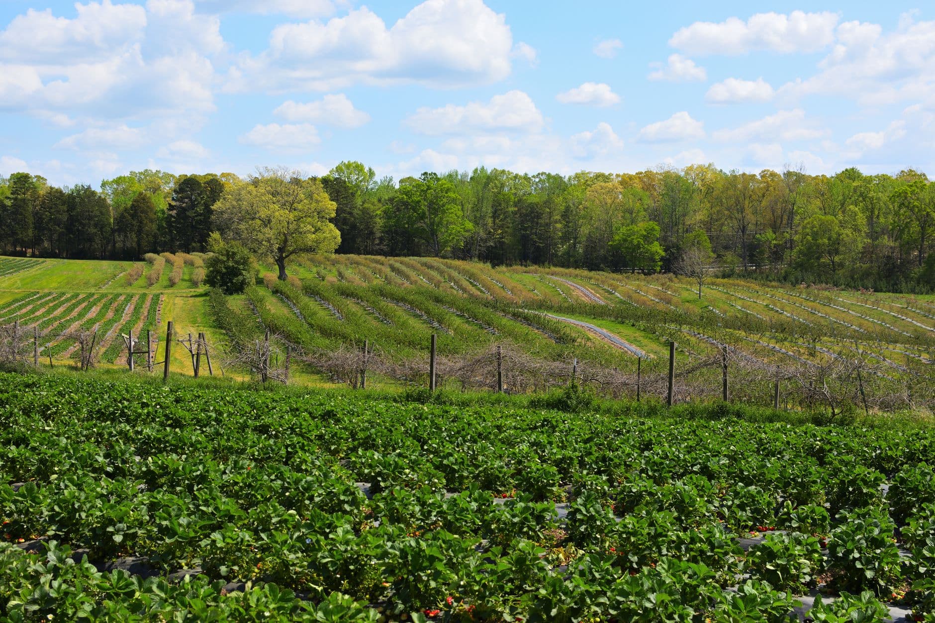 Harvold Berry Farm