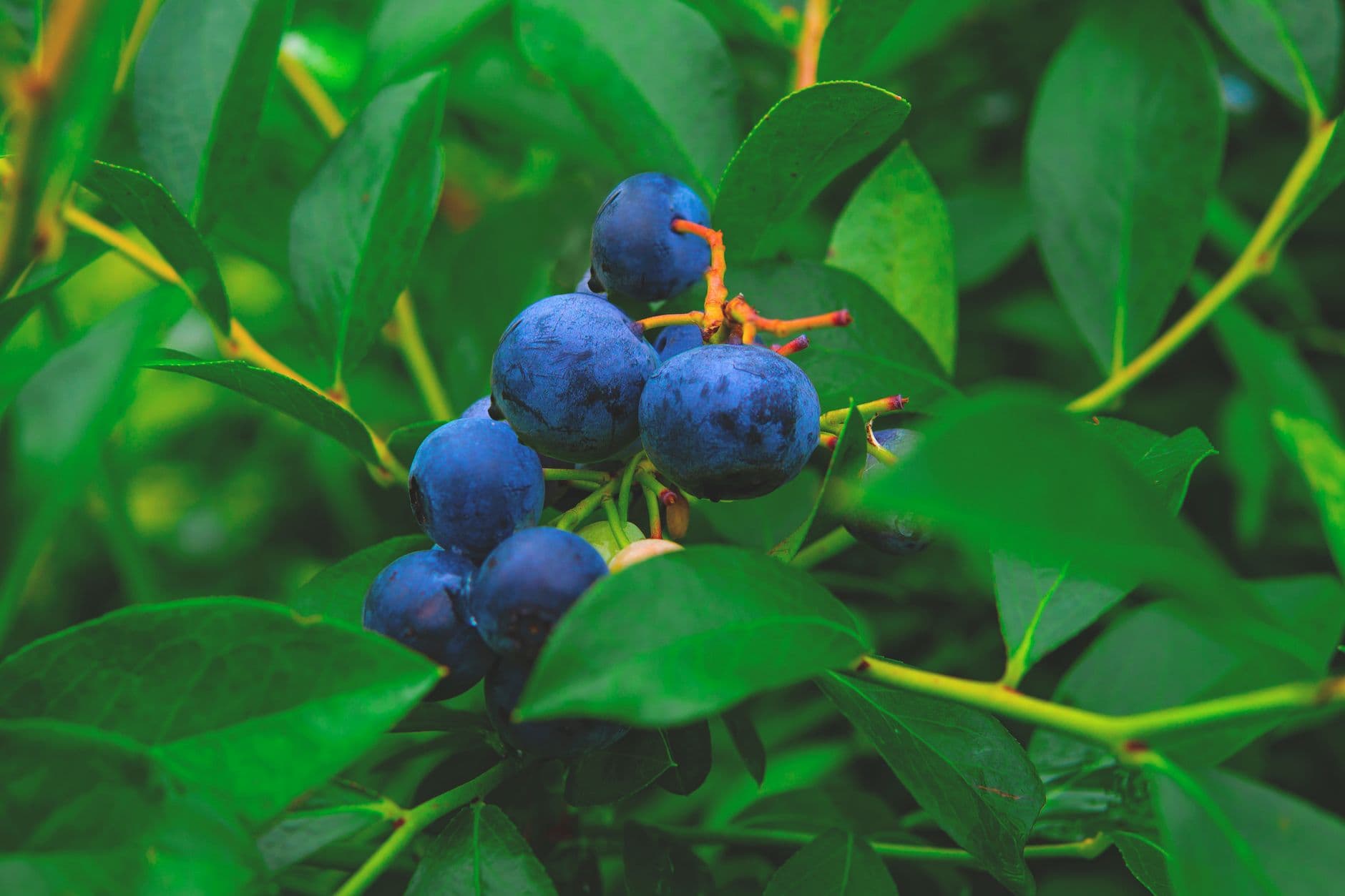 Hazel Blue Acres