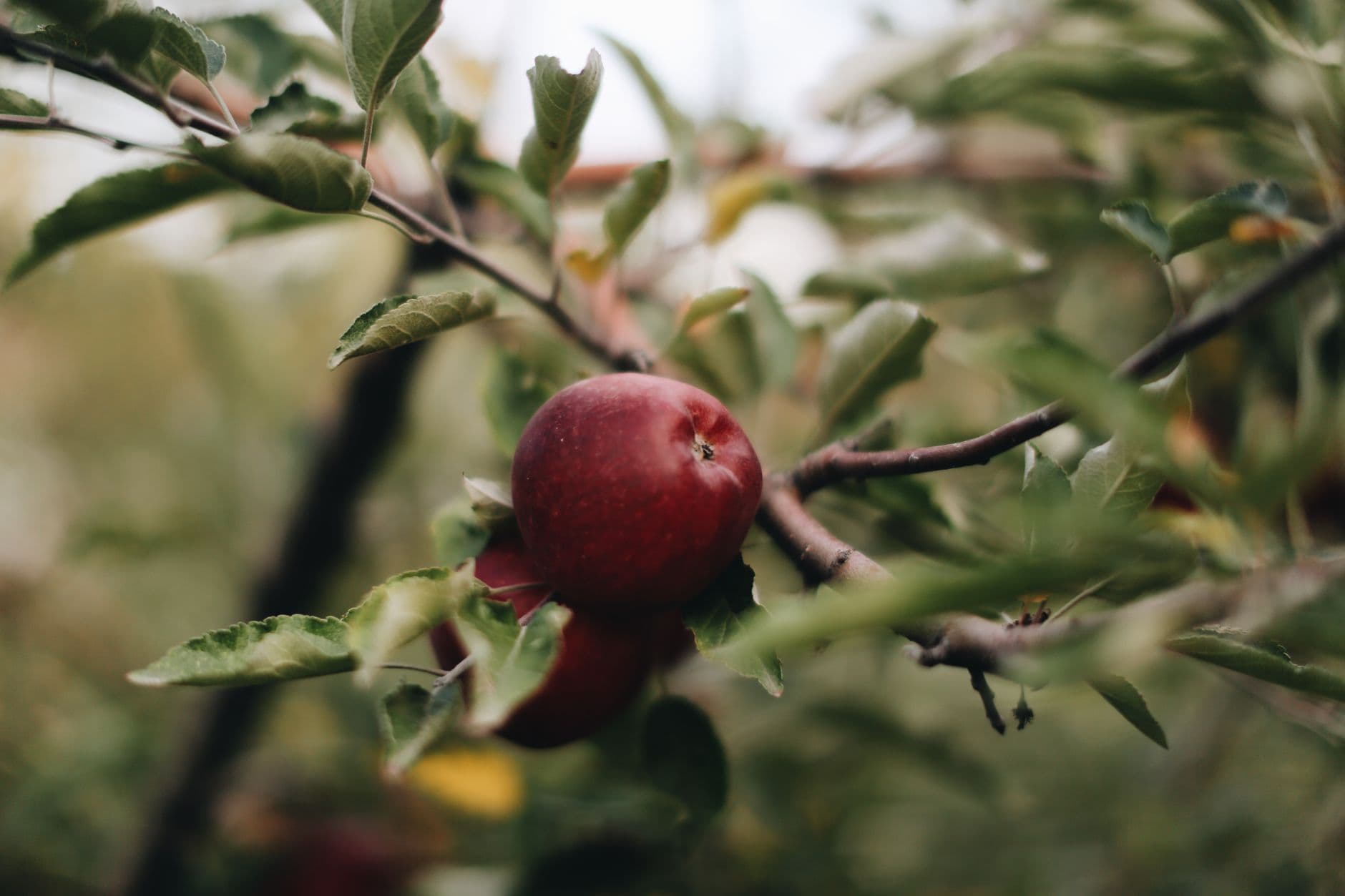 Heinz Orchard