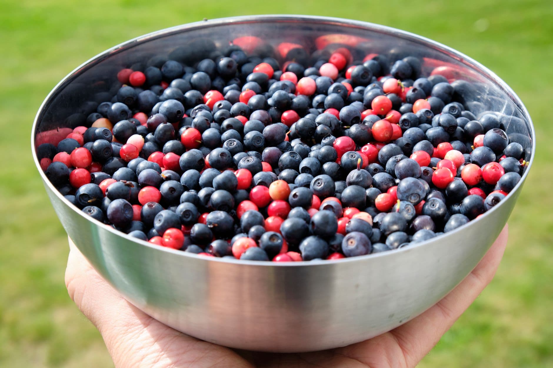 Henna Blueberry Farm