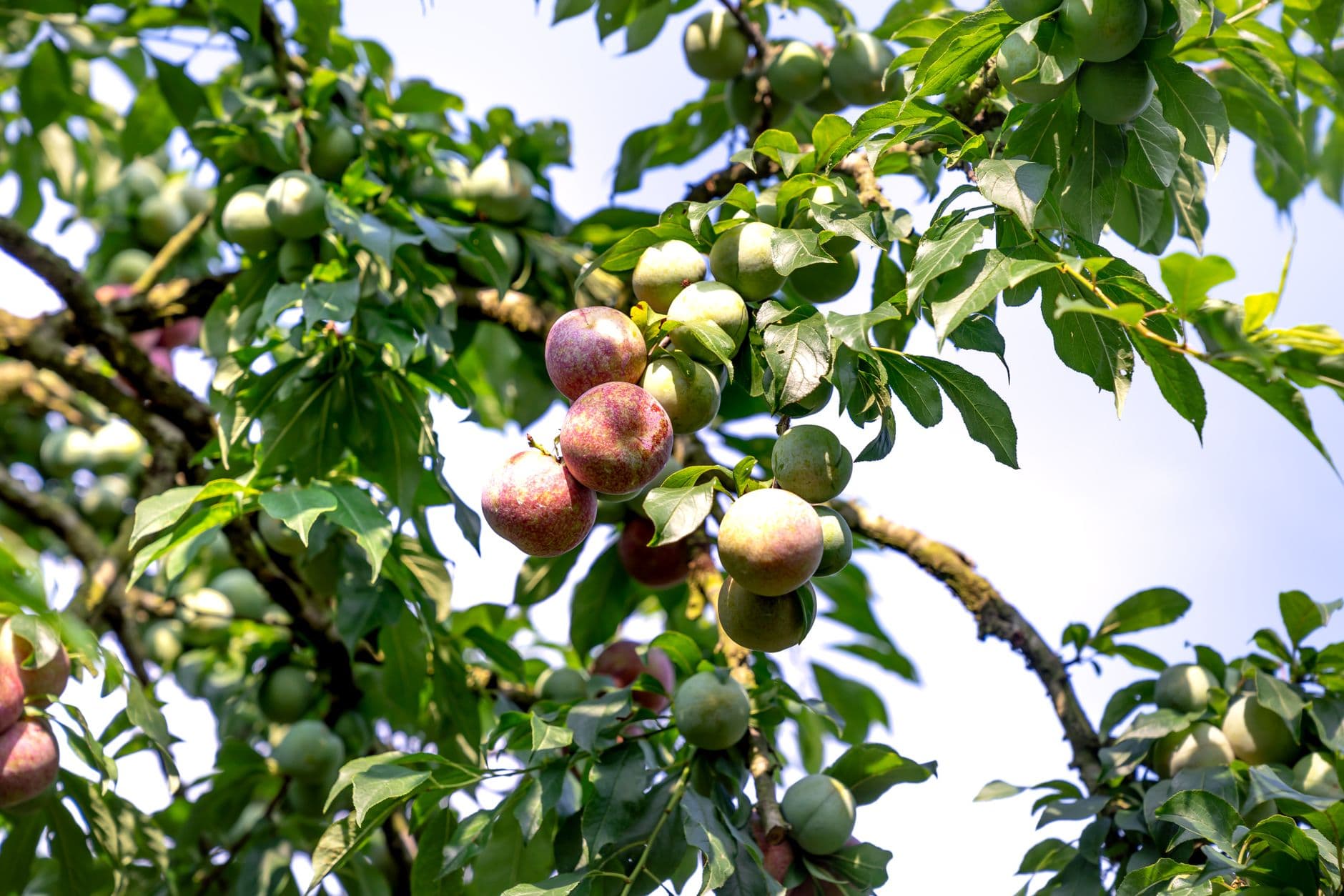 Highland Orchards Farm and Market
