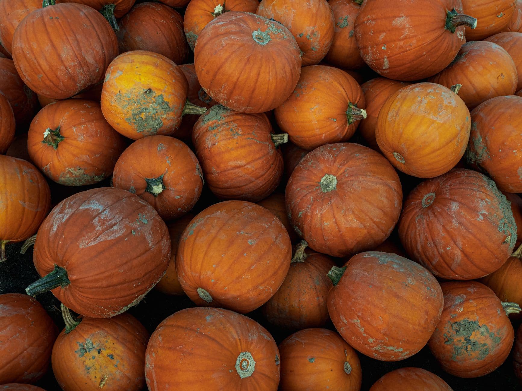 Hillcrest Orchards
