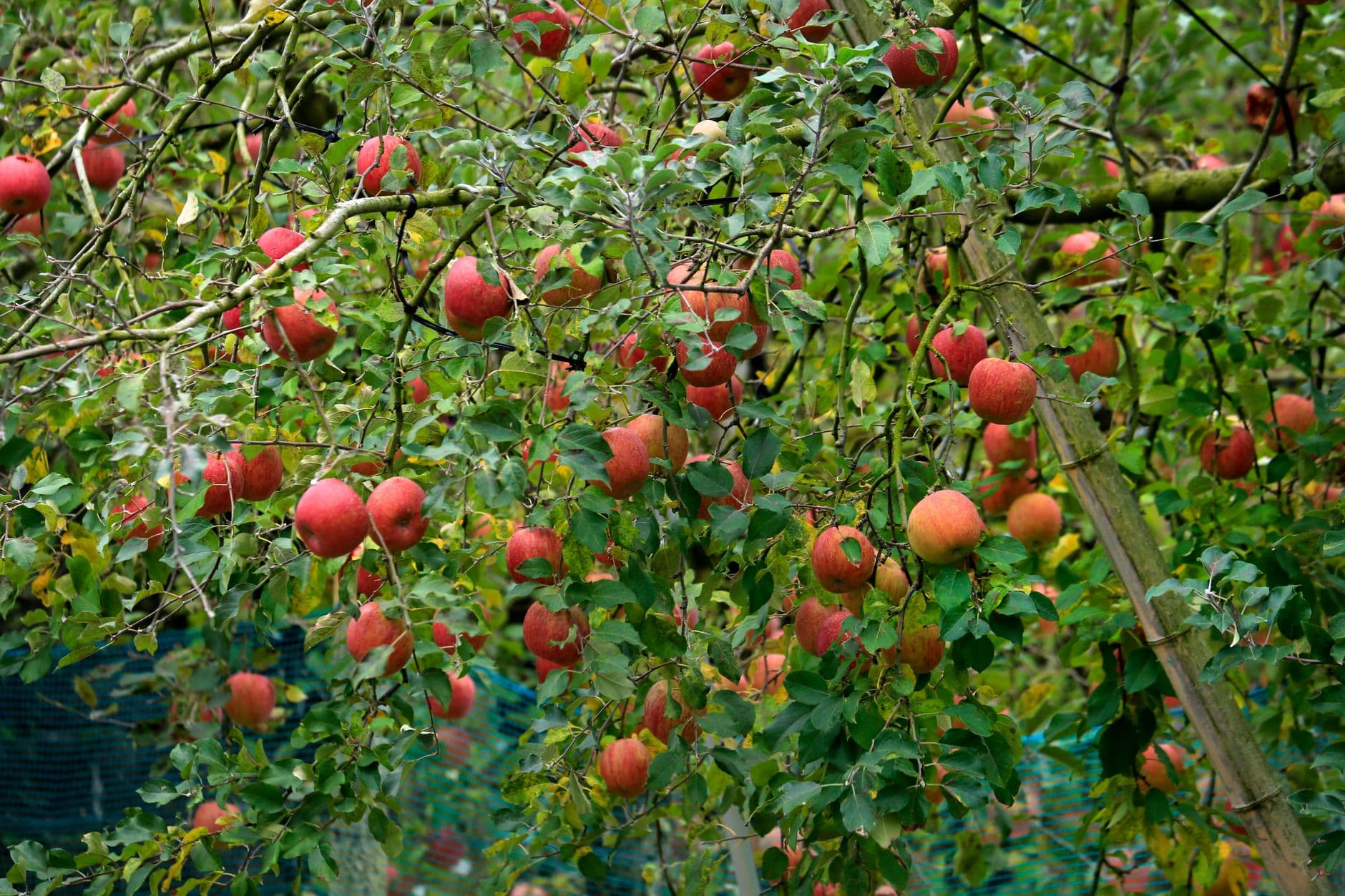 Hillcrest Orchards