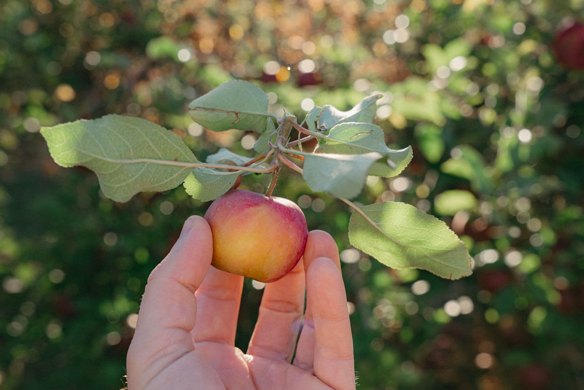 Hillside Orchard & Farm Market