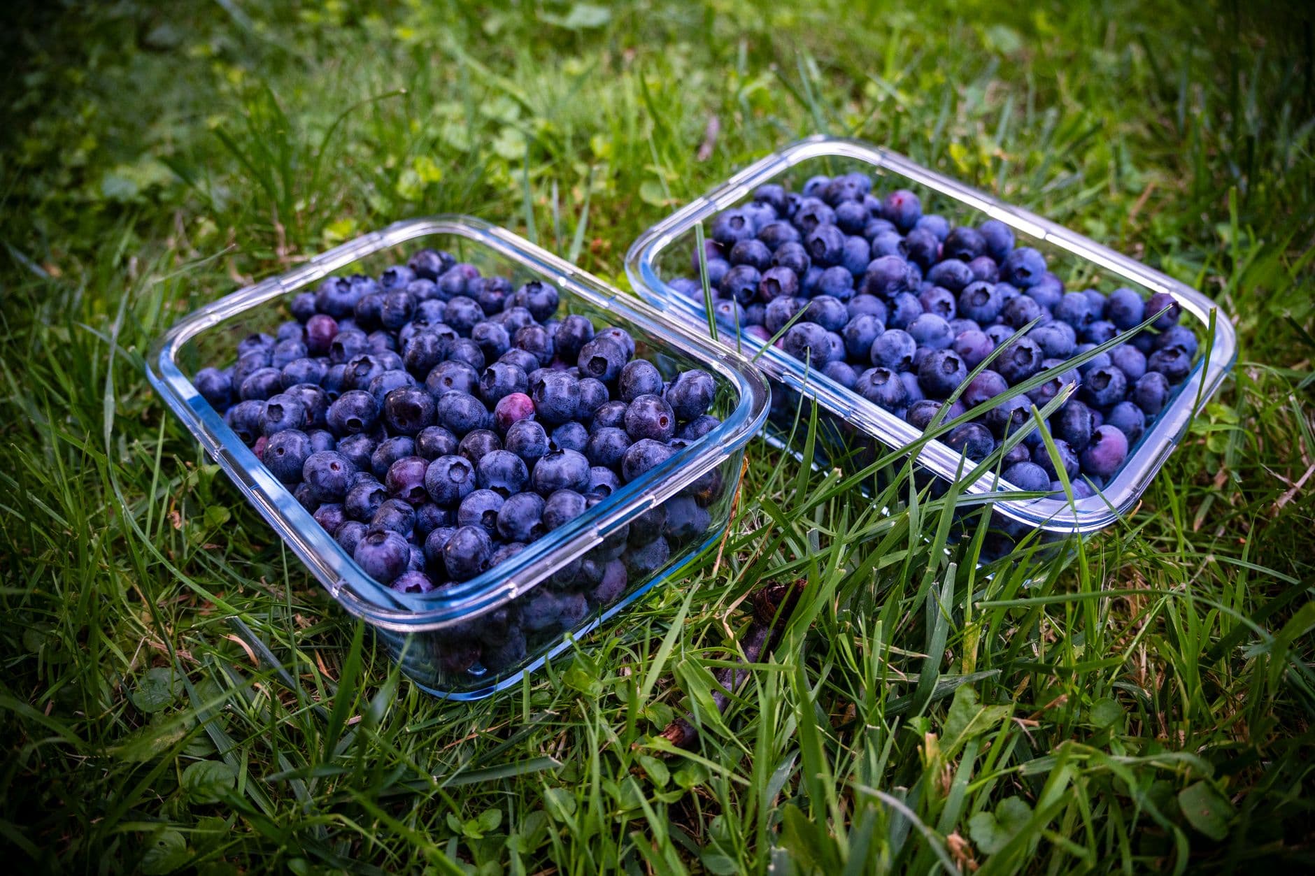 Hokum Rock Blueberry Farm
