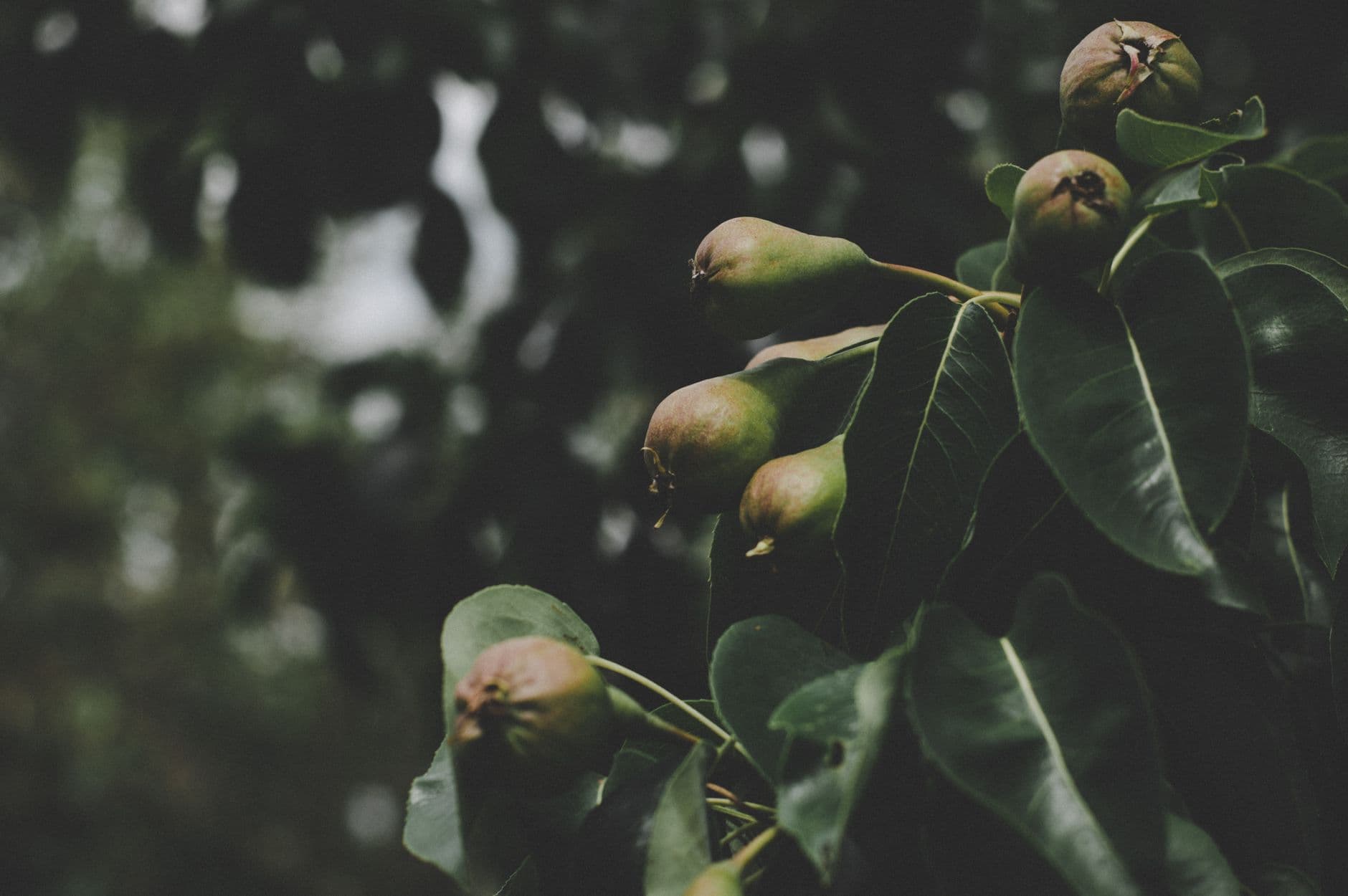 Holmberg Orchards