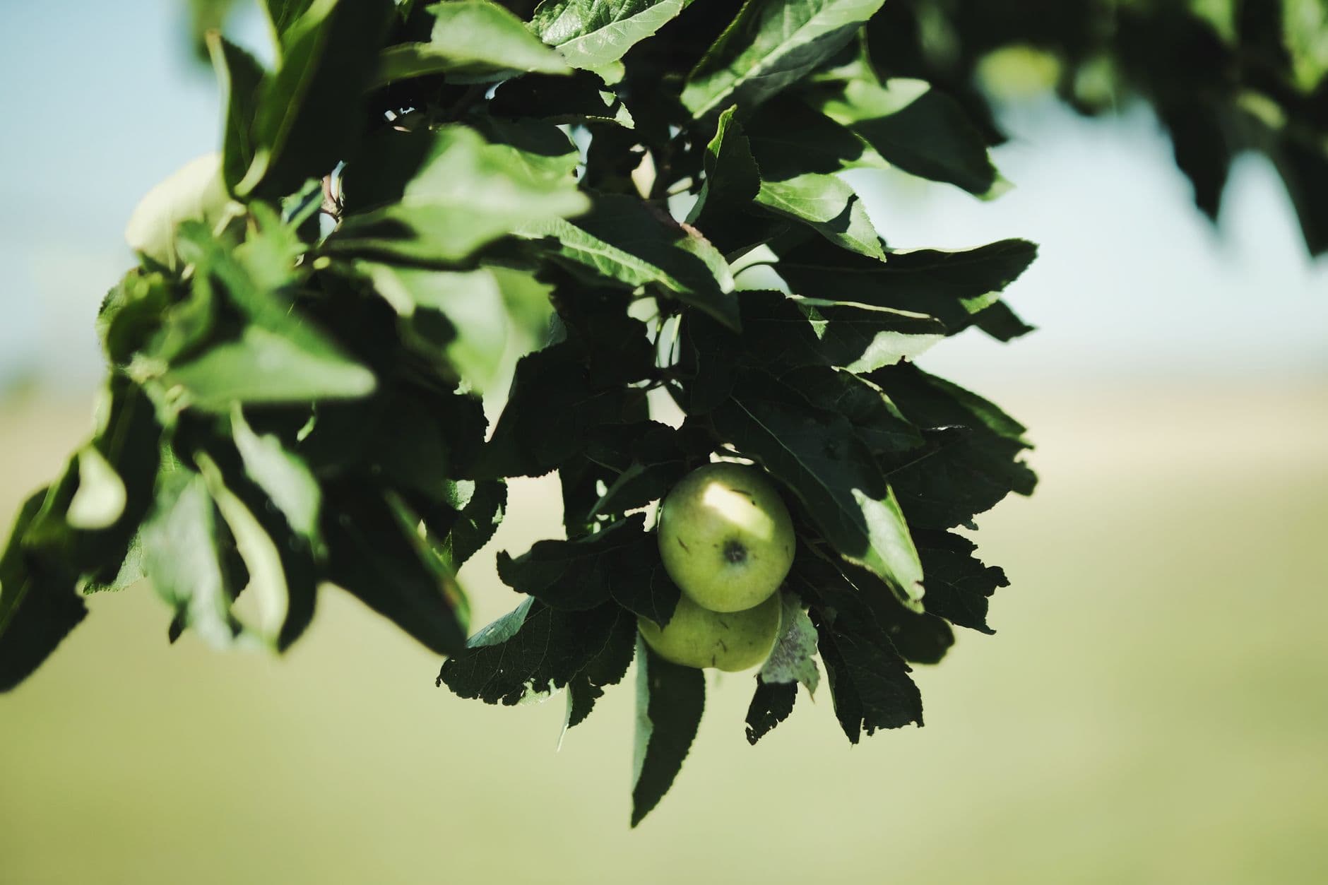 Homestead Orchard