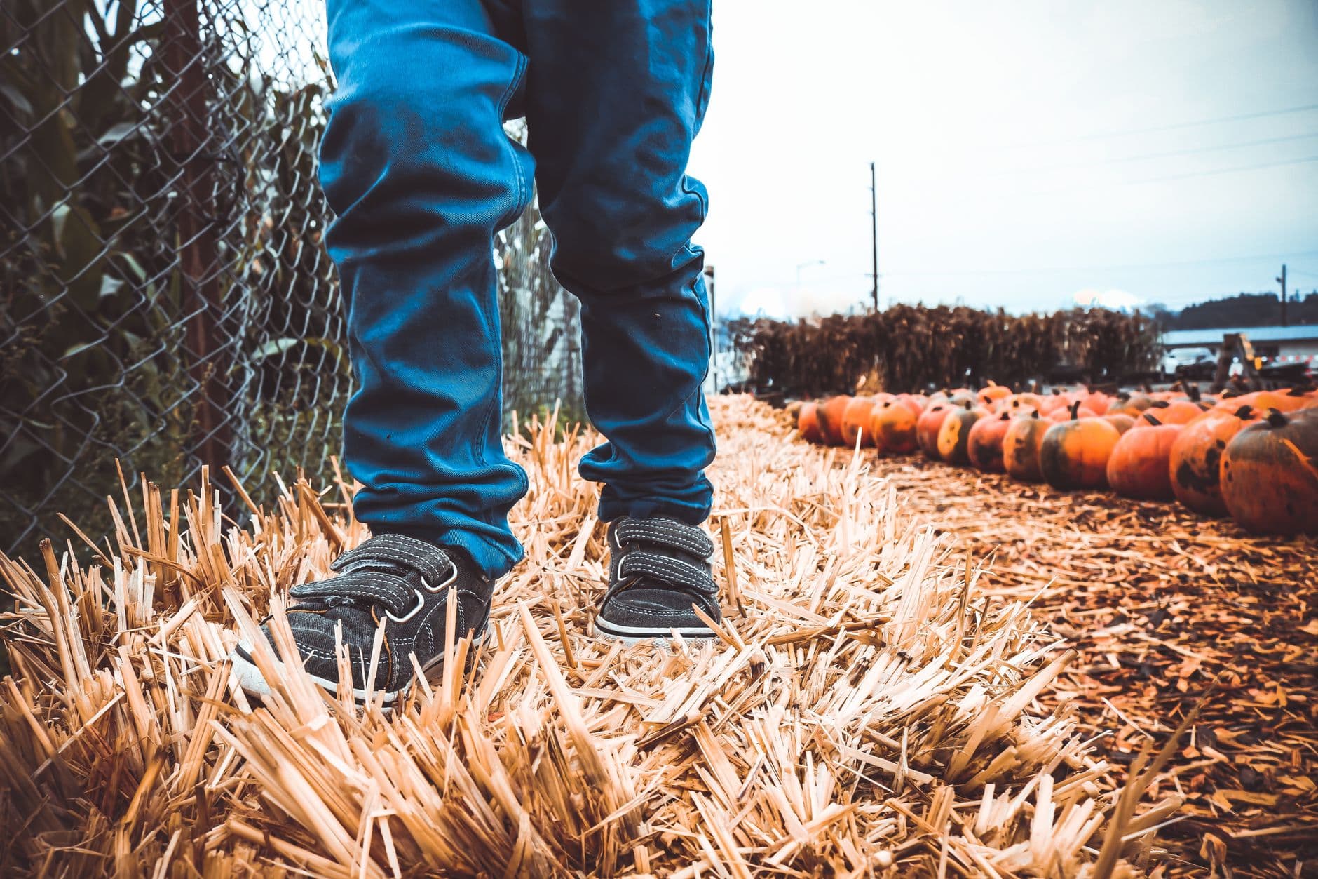 Horton Iris Garden and Pumpkin Patch