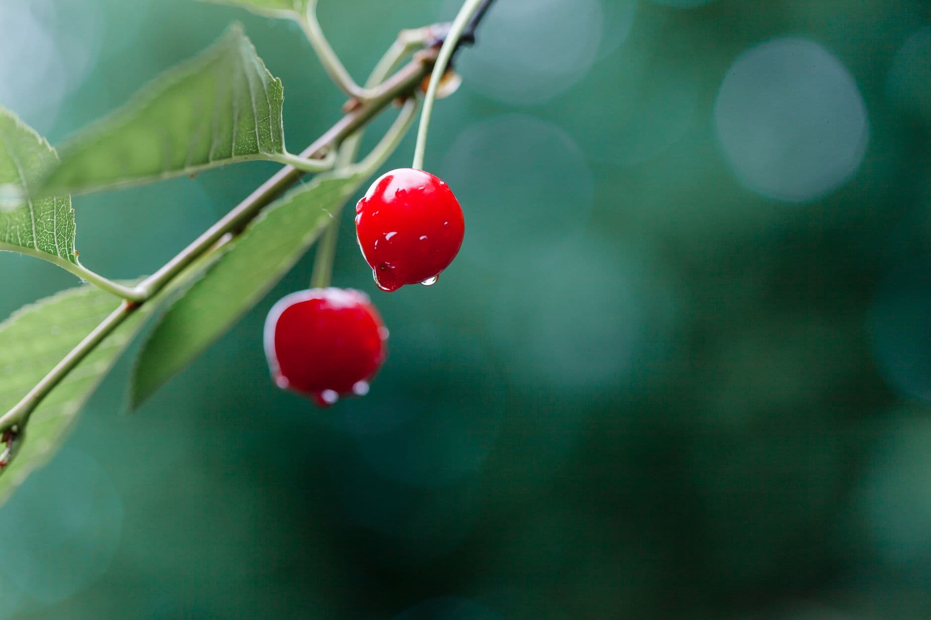 Hurd Orchards