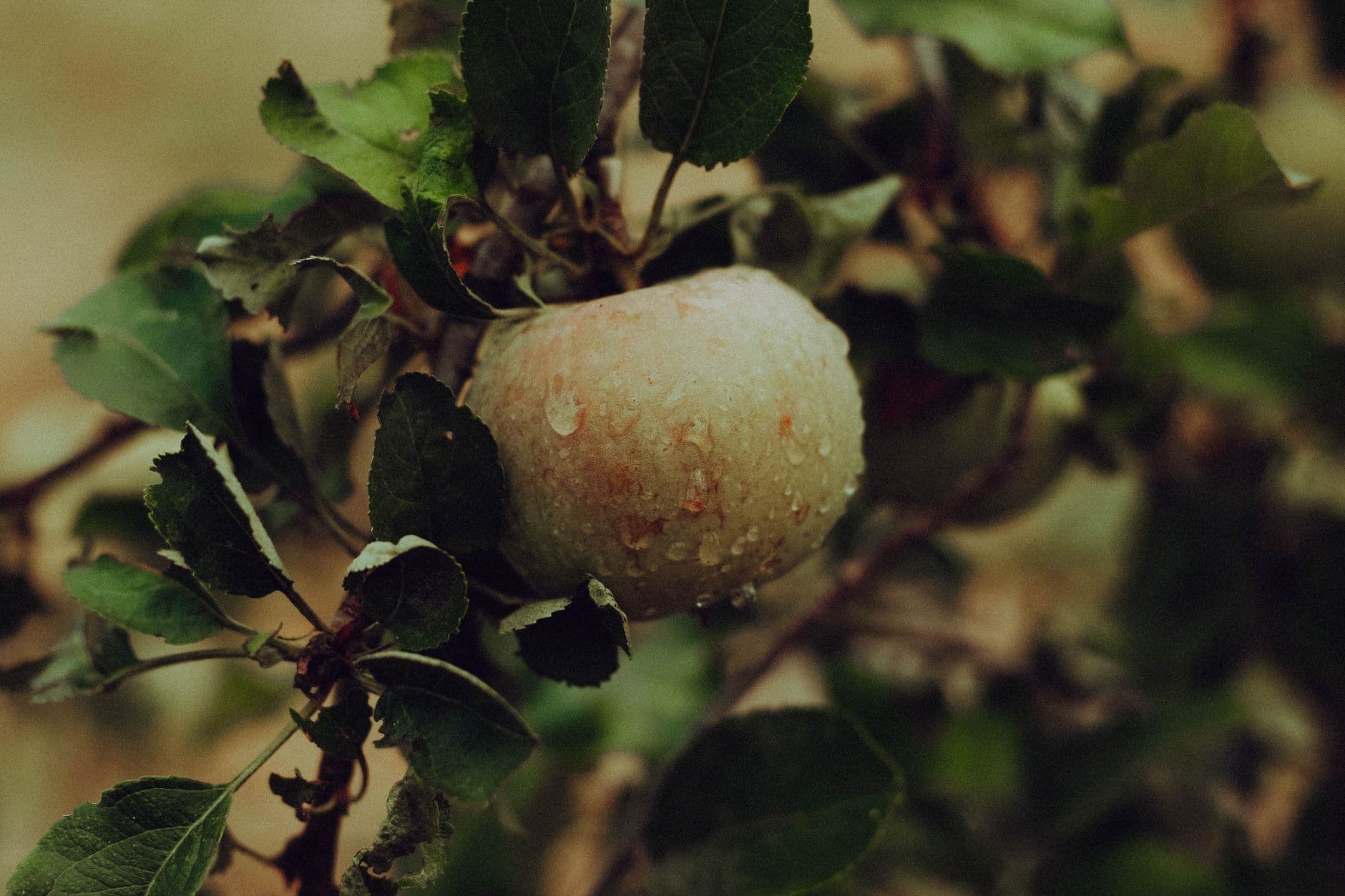 Hybridoma Organic Fruit Farm