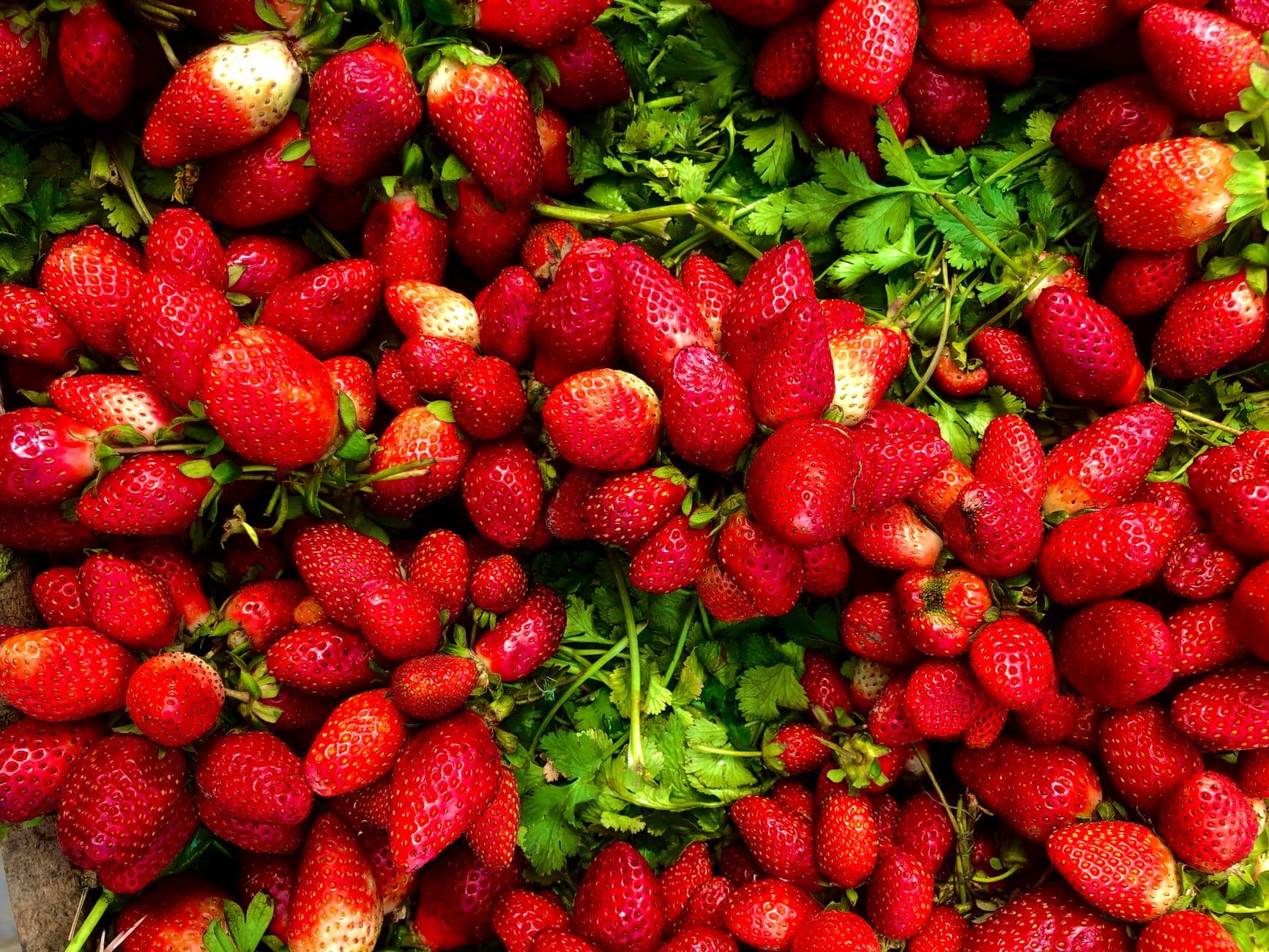 Jaemor Farms