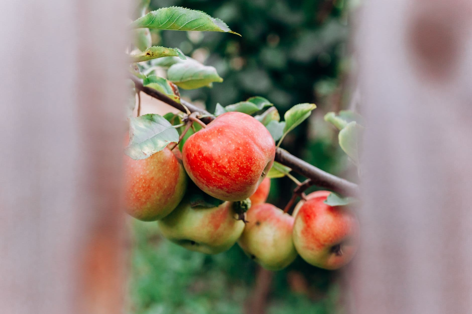 Jake's Apple Shack