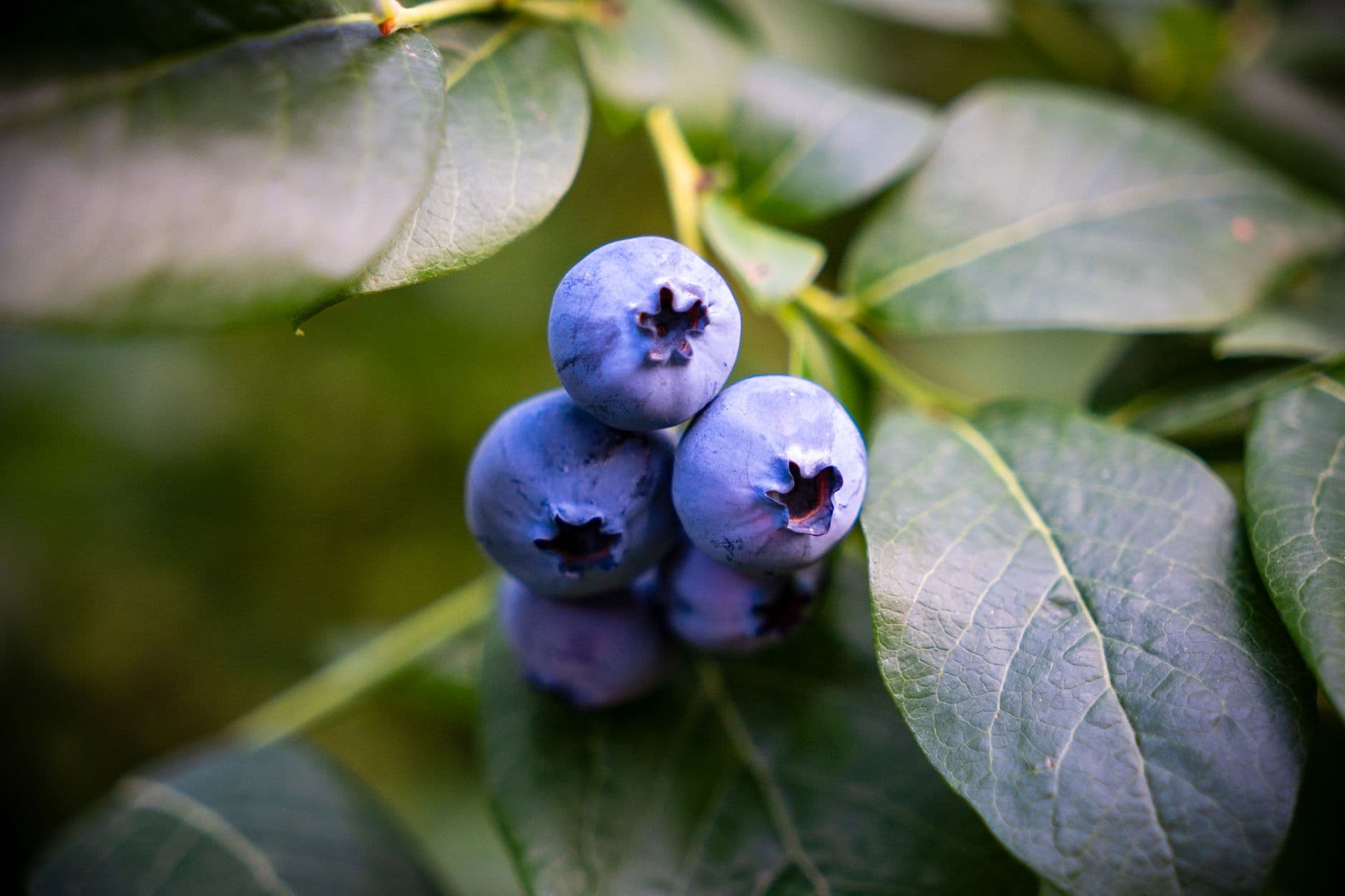Jawor Brothers Blueberry Farm