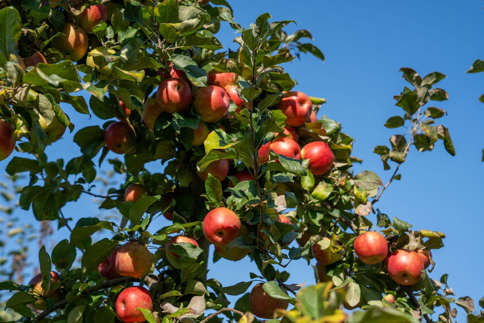 Jenkins-Lueken Orchards