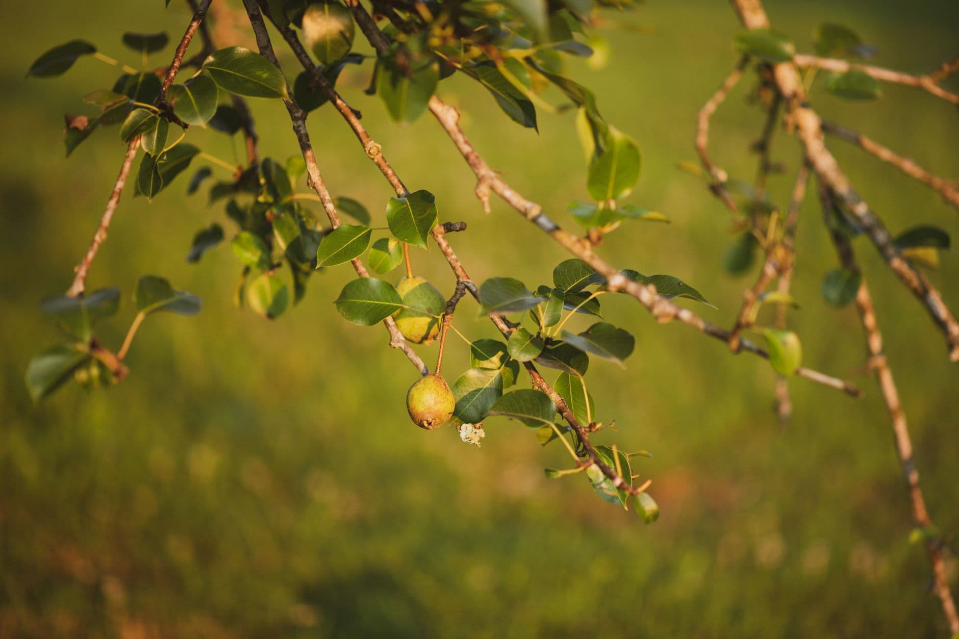 Jenkins Orchards