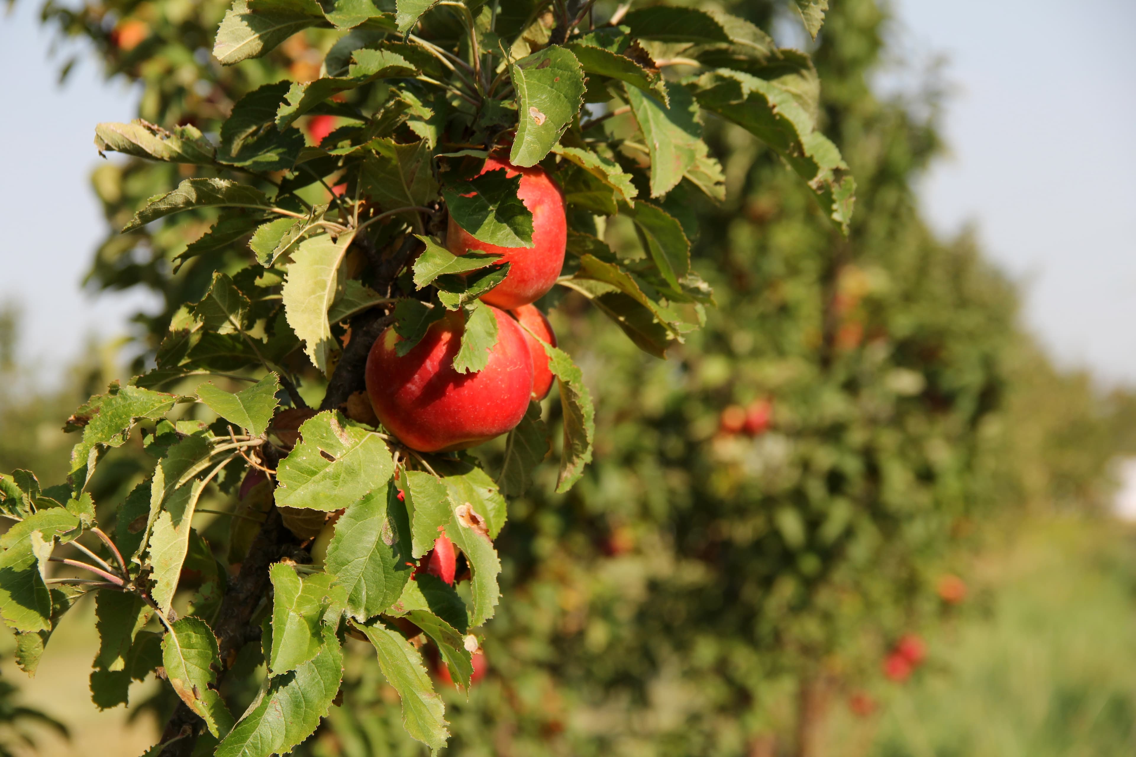 Johnston Fruit Farms