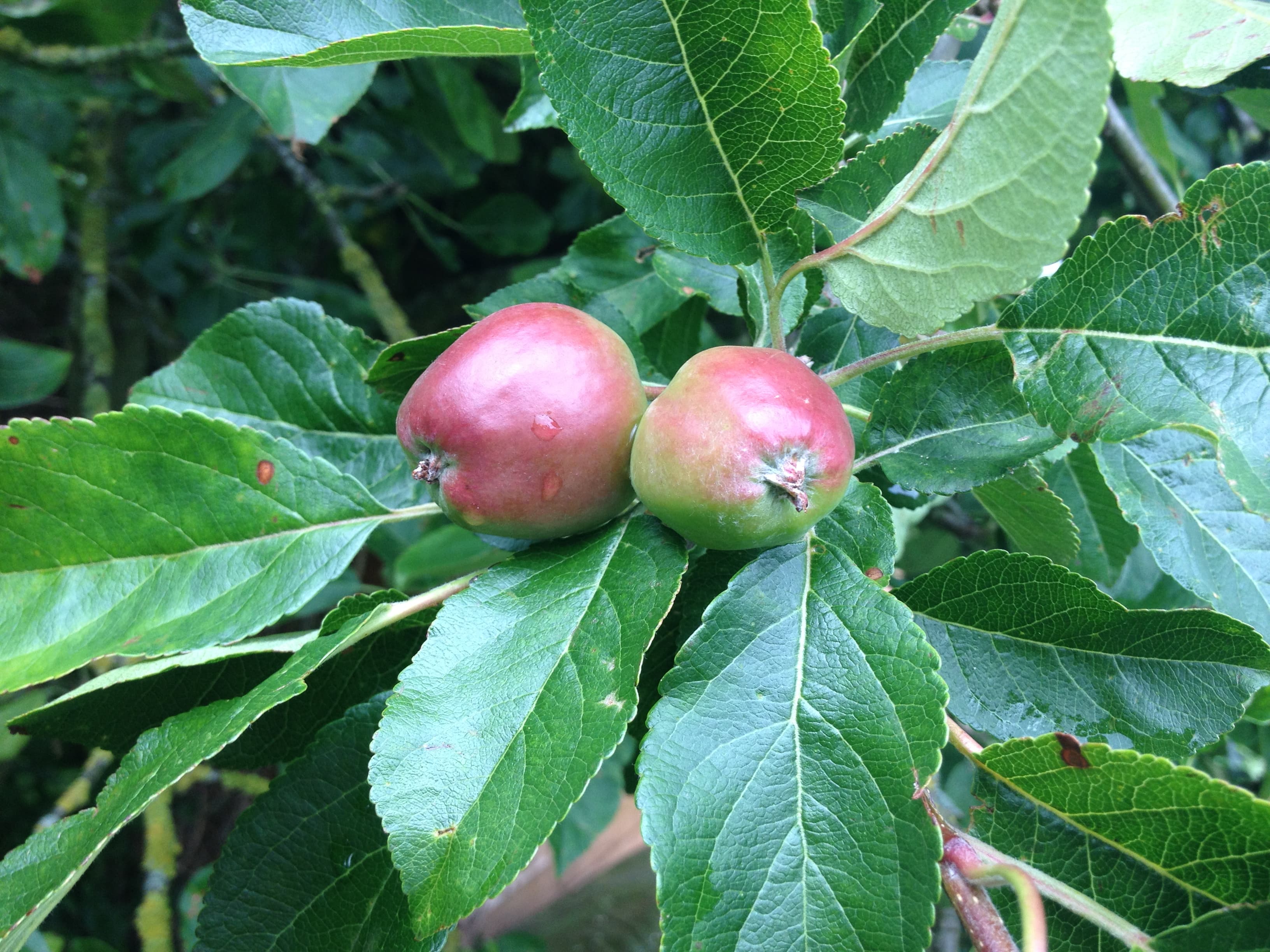 Kapnick Orchards