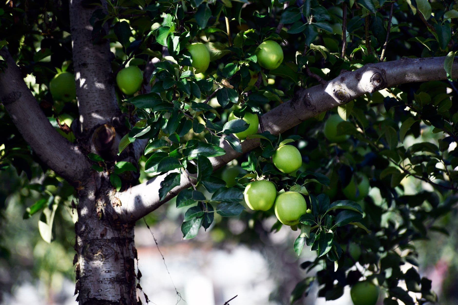Kimball Fruit Farm
