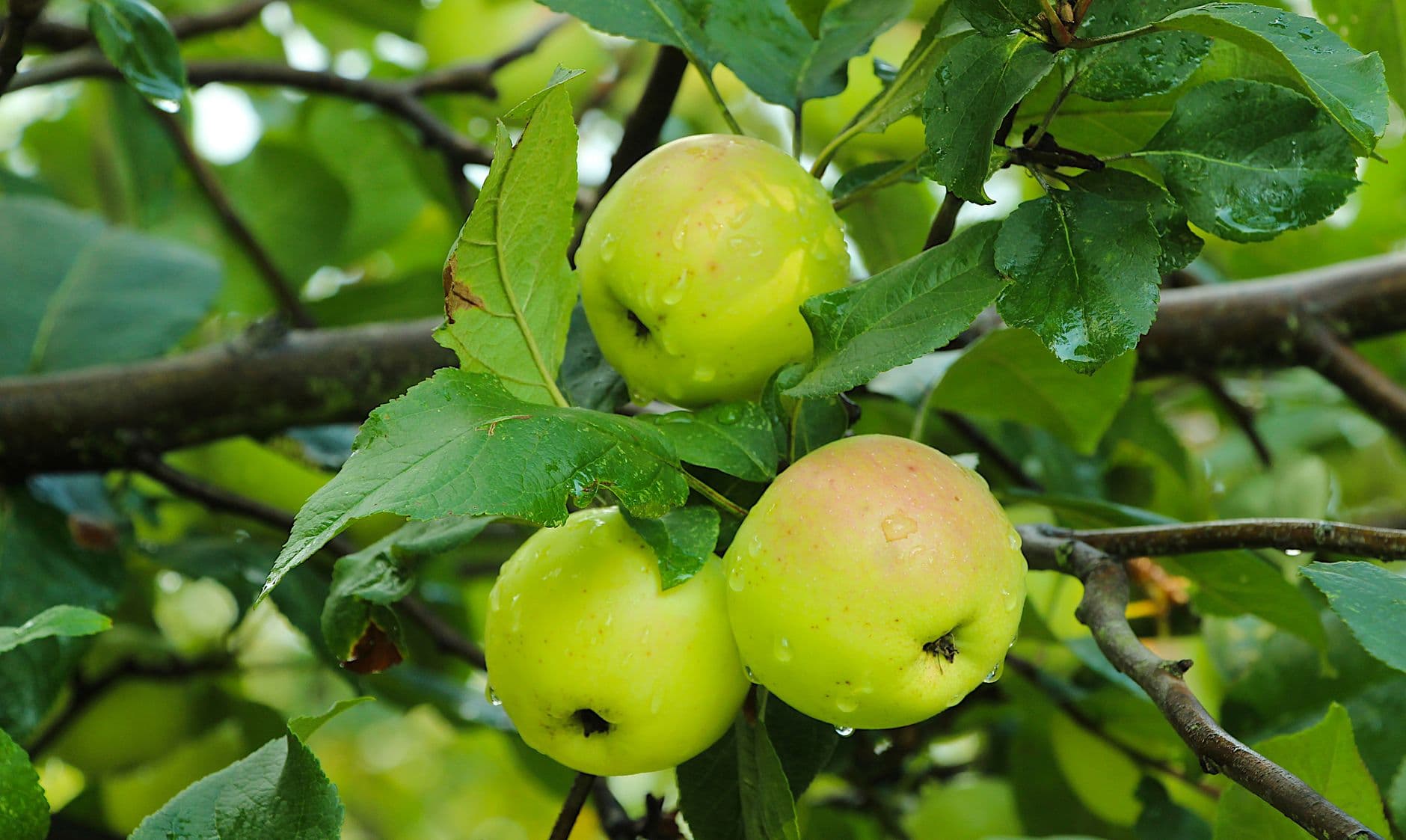 Kiyokawa Family Orchards