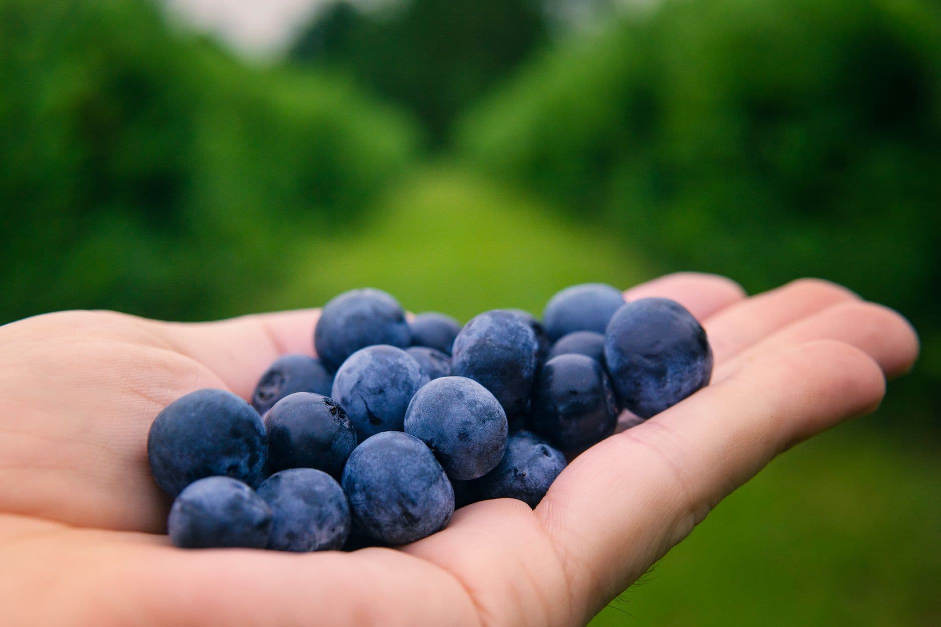 Klug's Blueberry Farm