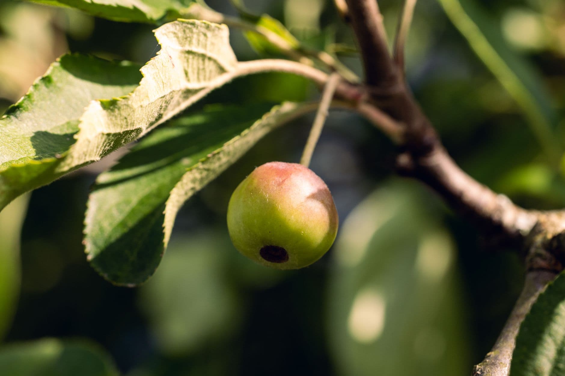 Kooistra Orchards