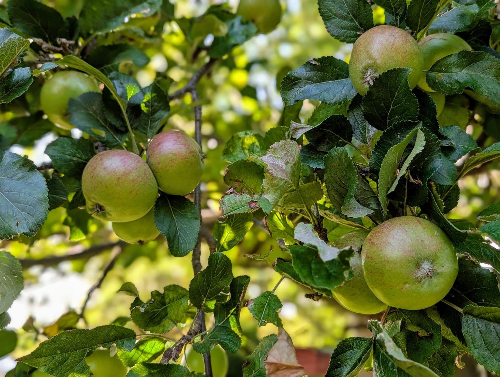 Lang's Orchard