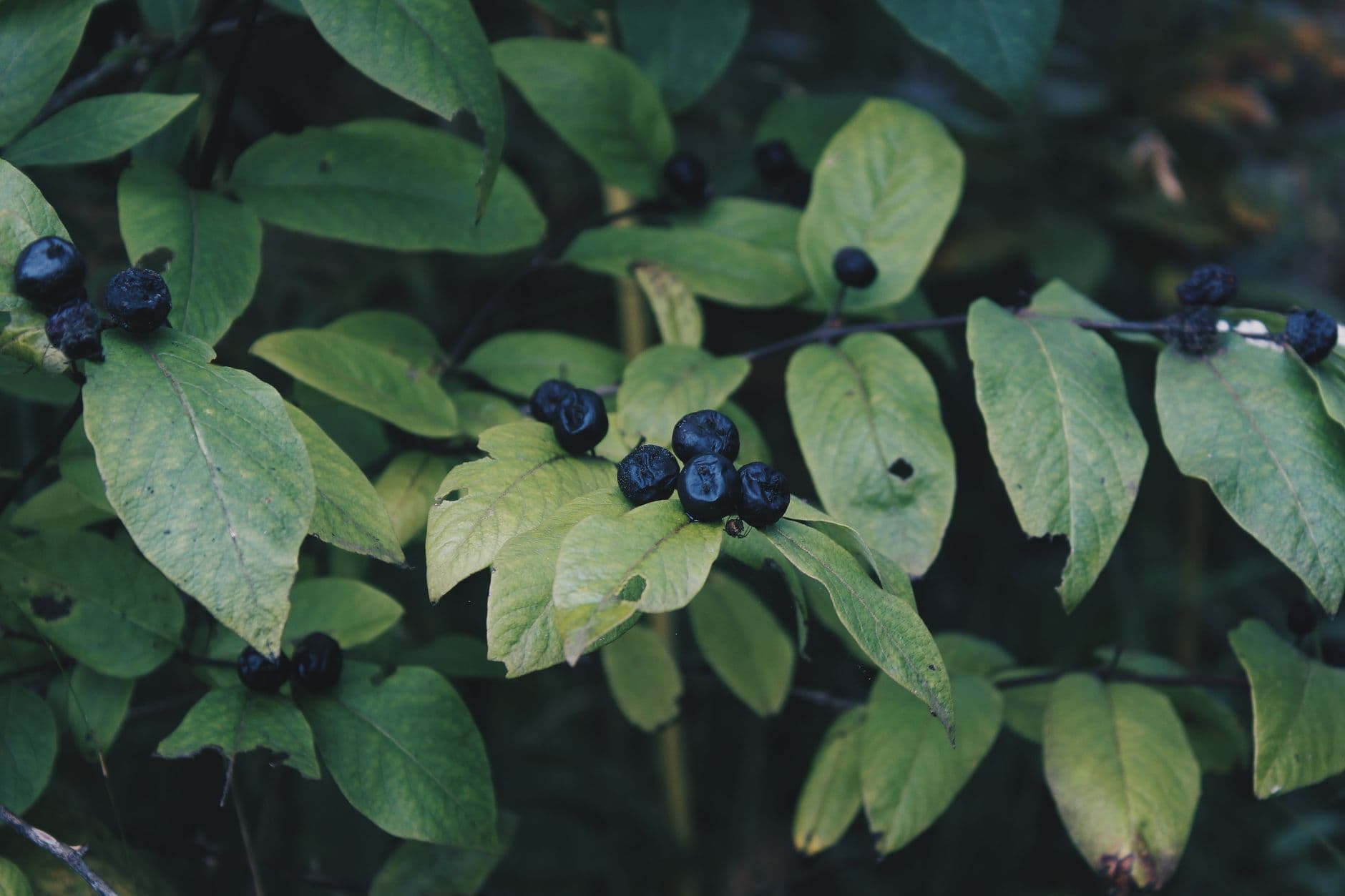 Larsen Lake Blueberry Farm