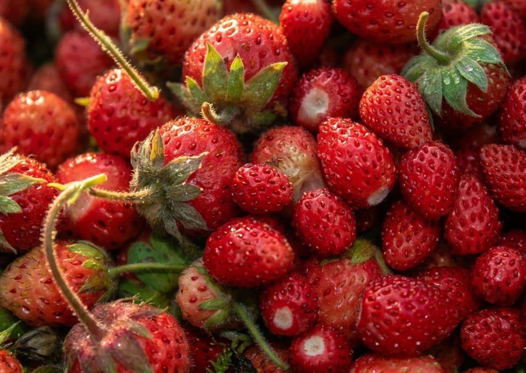 LCCL Strawberry Farm
